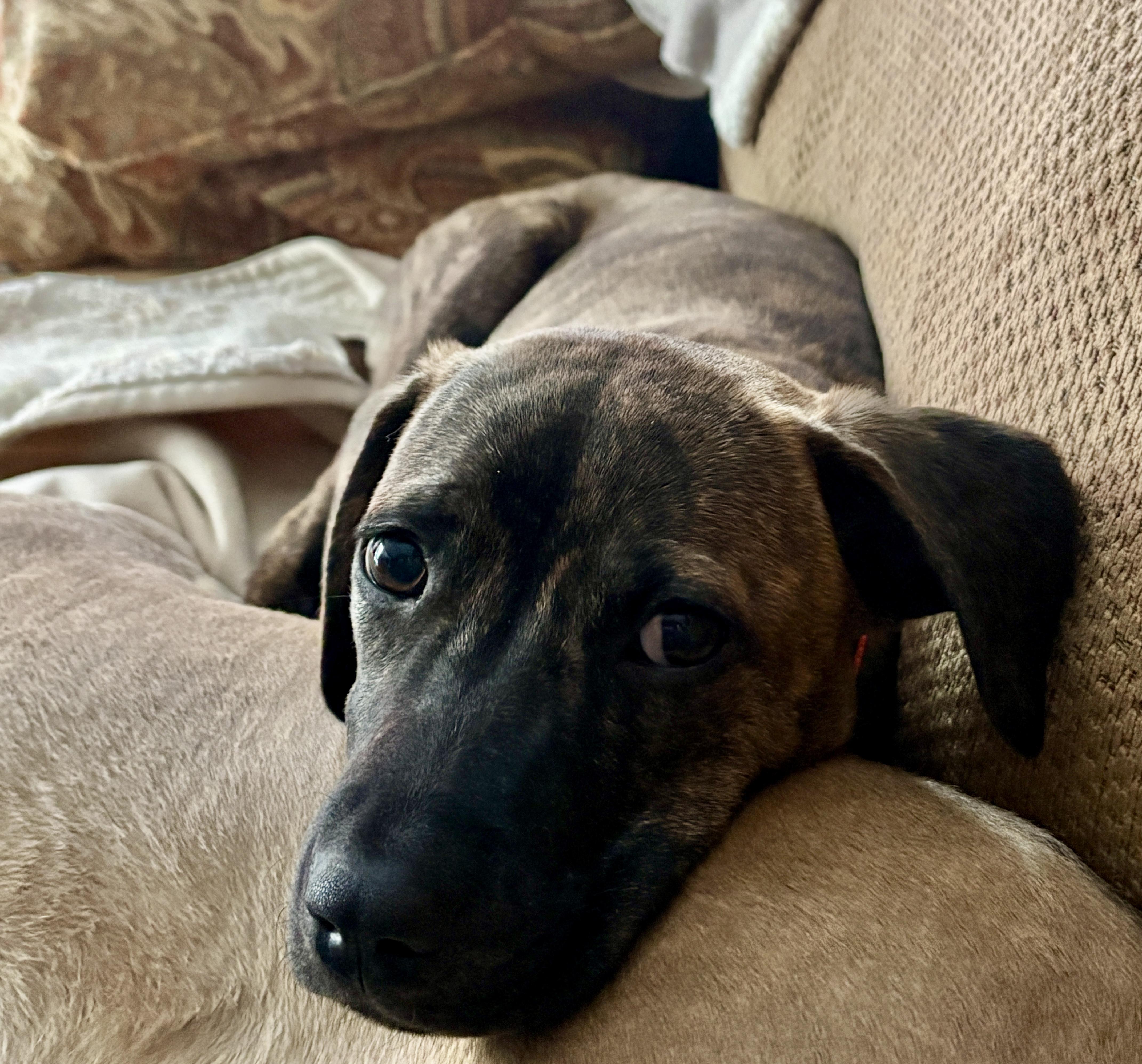 Enlarge Nyla, a ADOPTABLE mixed breed in Chatham, NJ image 4/6