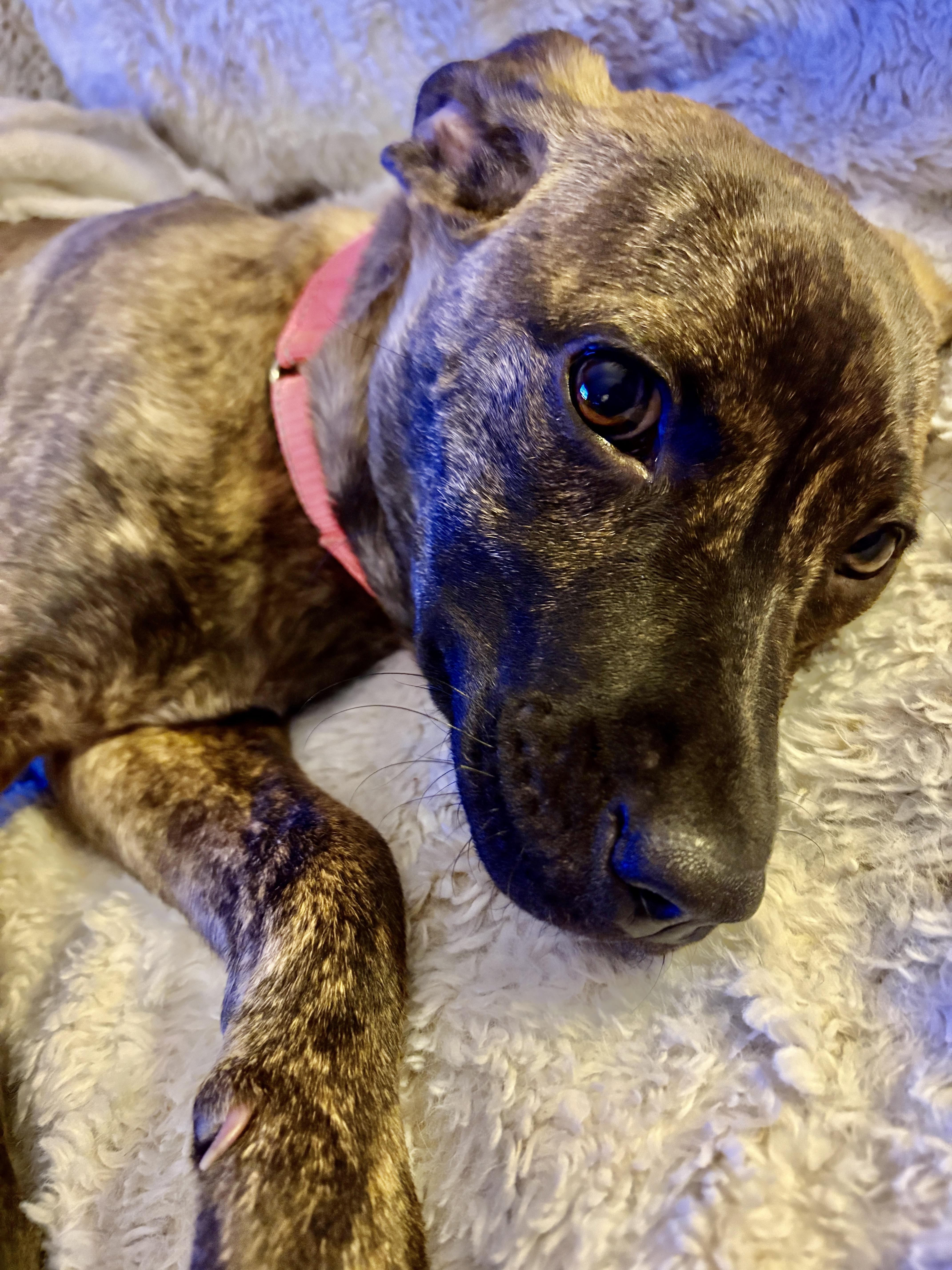 Enlarge Nyla, a ADOPTABLE mixed breed in Chatham, NJ image 6/6