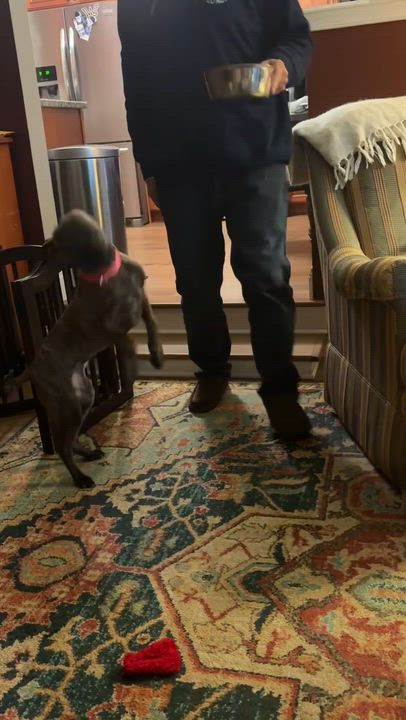 Enlarge Nyla, a ADOPTABLE mixed breed in Chatham, NJ video 3/6