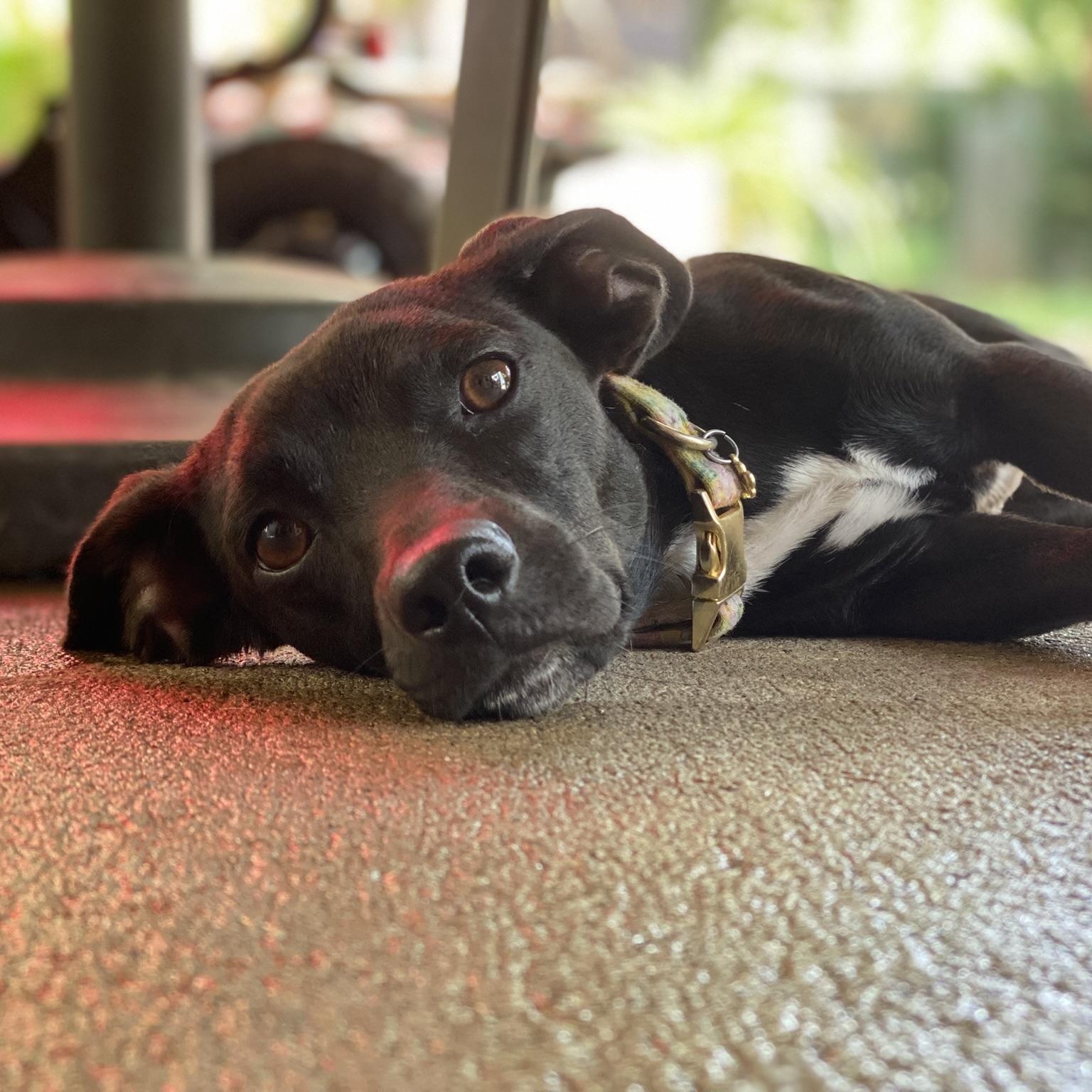 Mocha, Adult Female unknown