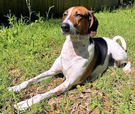Enlarge Okra (FL), a ADOPTABLE Treeing Walker Coonhound in Pensacola, FL image 2/4