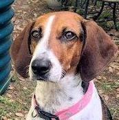 Enlarge Okra (FL), a ADOPTABLE Treeing Walker Coonhound in Pensacola, FL image 1/4