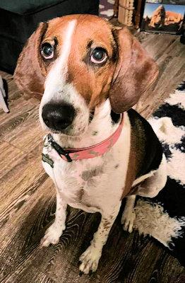 Enlarge Okra (FL), a ADOPTABLE Treeing Walker Coonhound in Pensacola, FL image 4/4