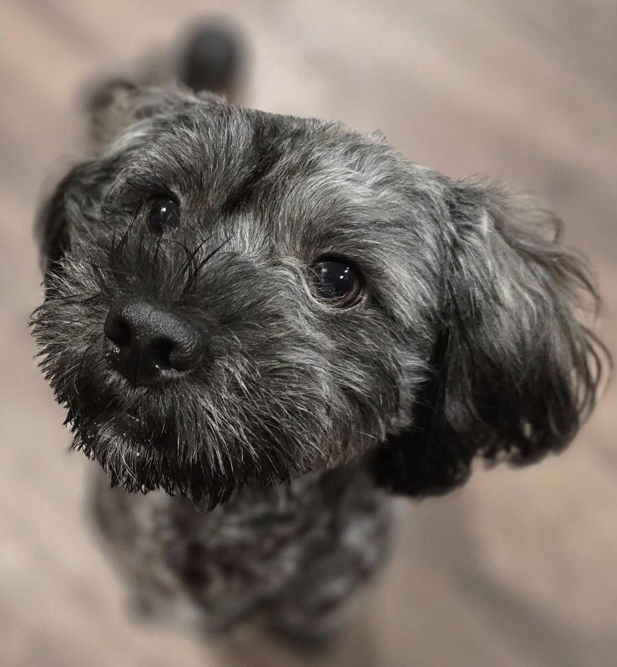 Sir Henry Chesterfield, Adopted, Young Male Poodle & Schnauzer.