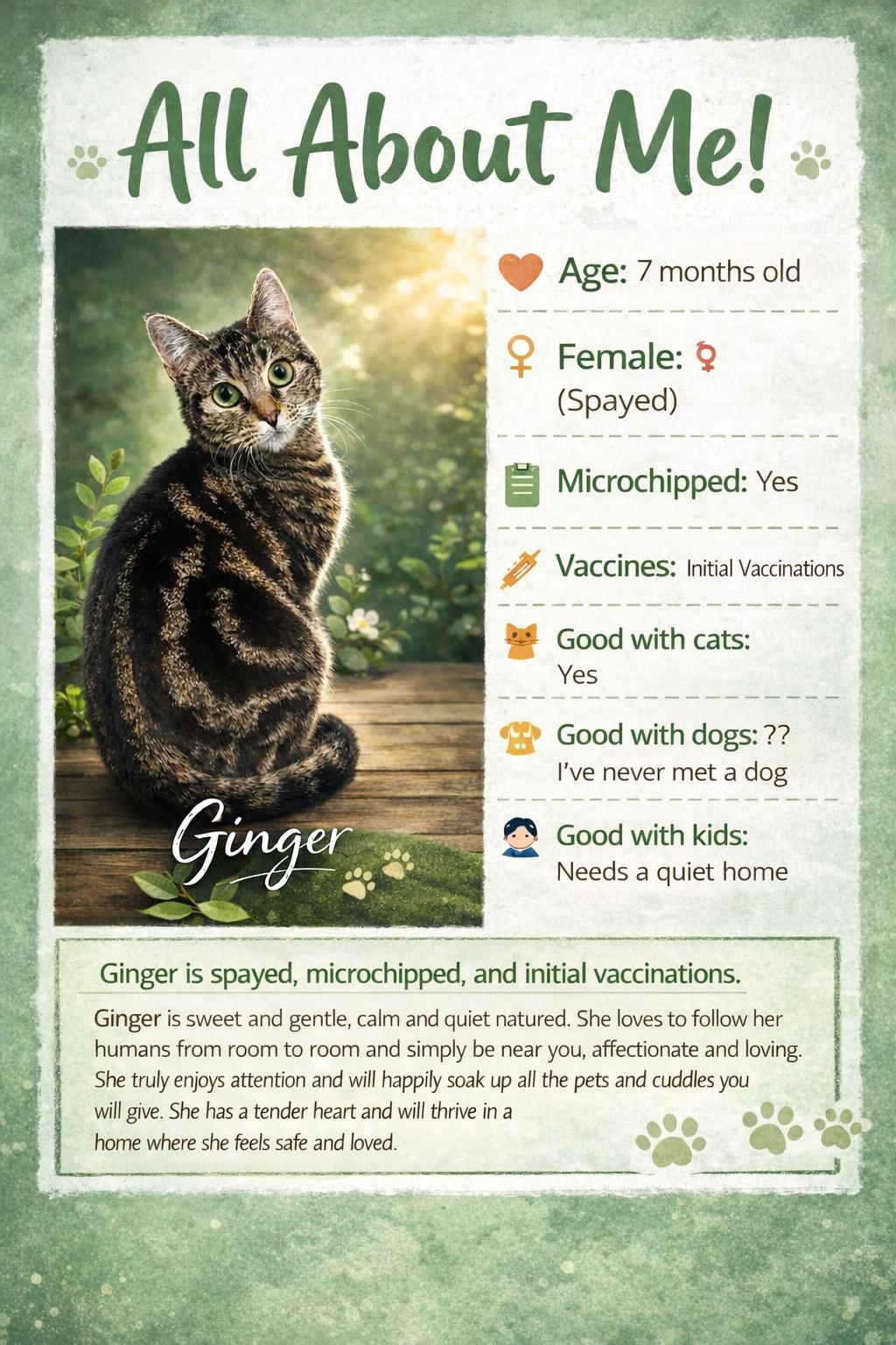 Ginger (Located at PetSmart Northwest Reno Mae Anne), ADOPTABLE, Young Female Domestic Short Hair.