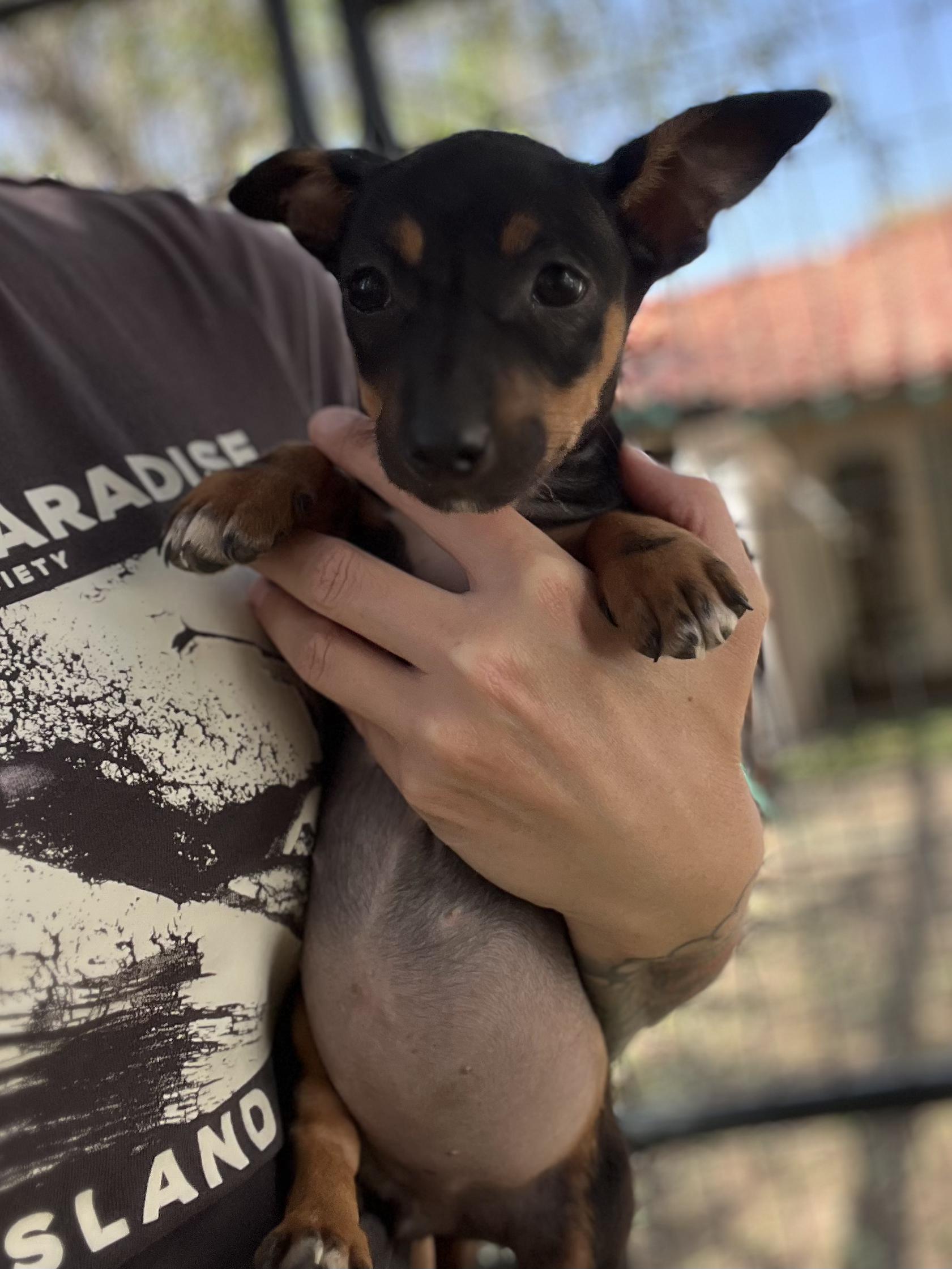 Enlarge Adelaide, a ADOPTABLE Corgi in West Hollywood, CA image 1/1