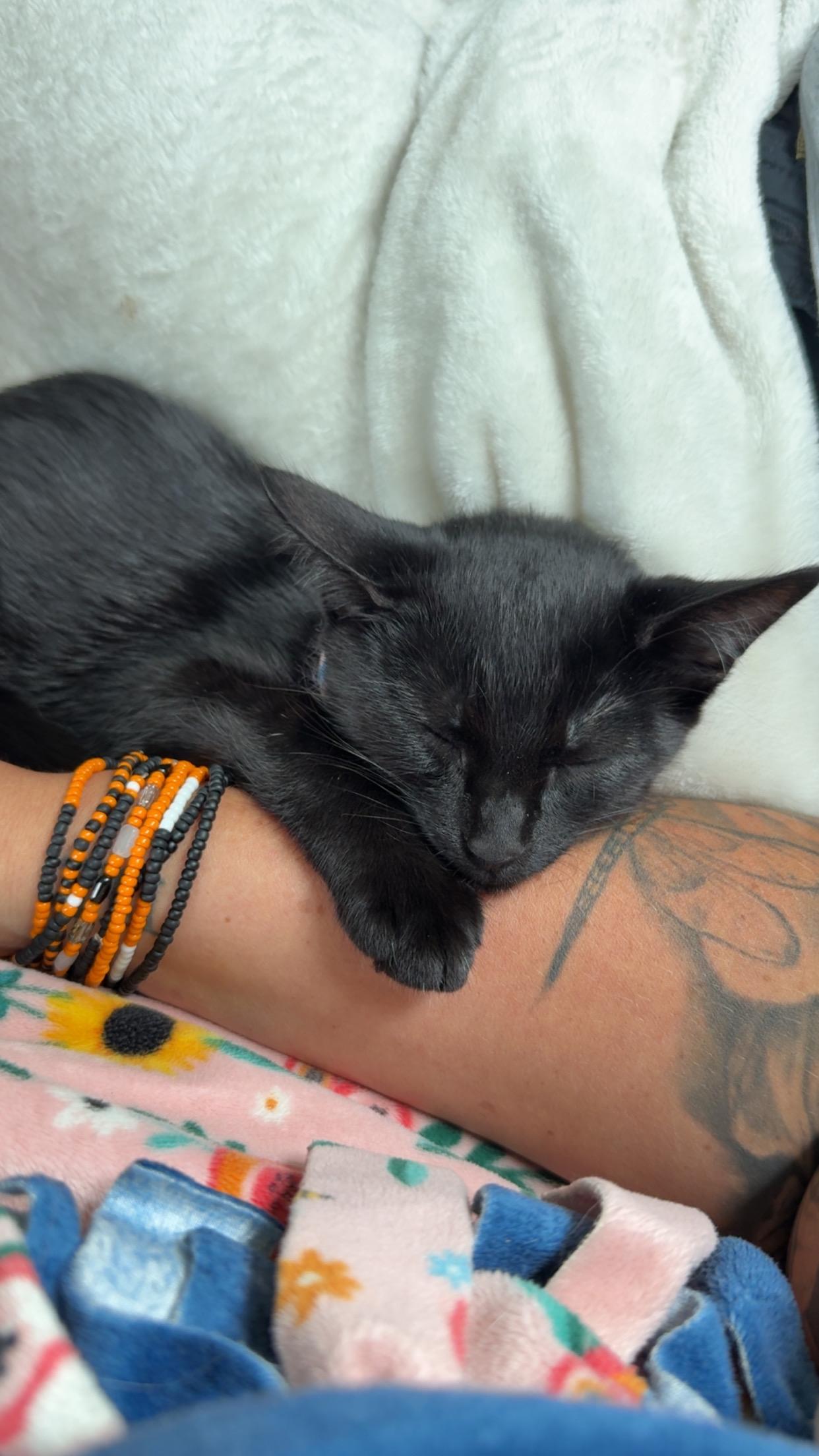 Cleo photo 3
