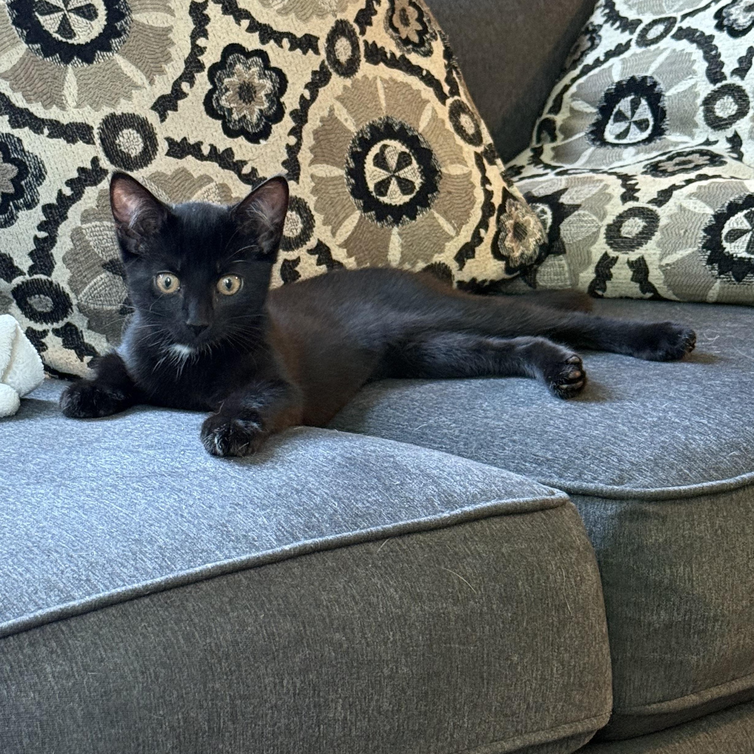 Cleo photo 4