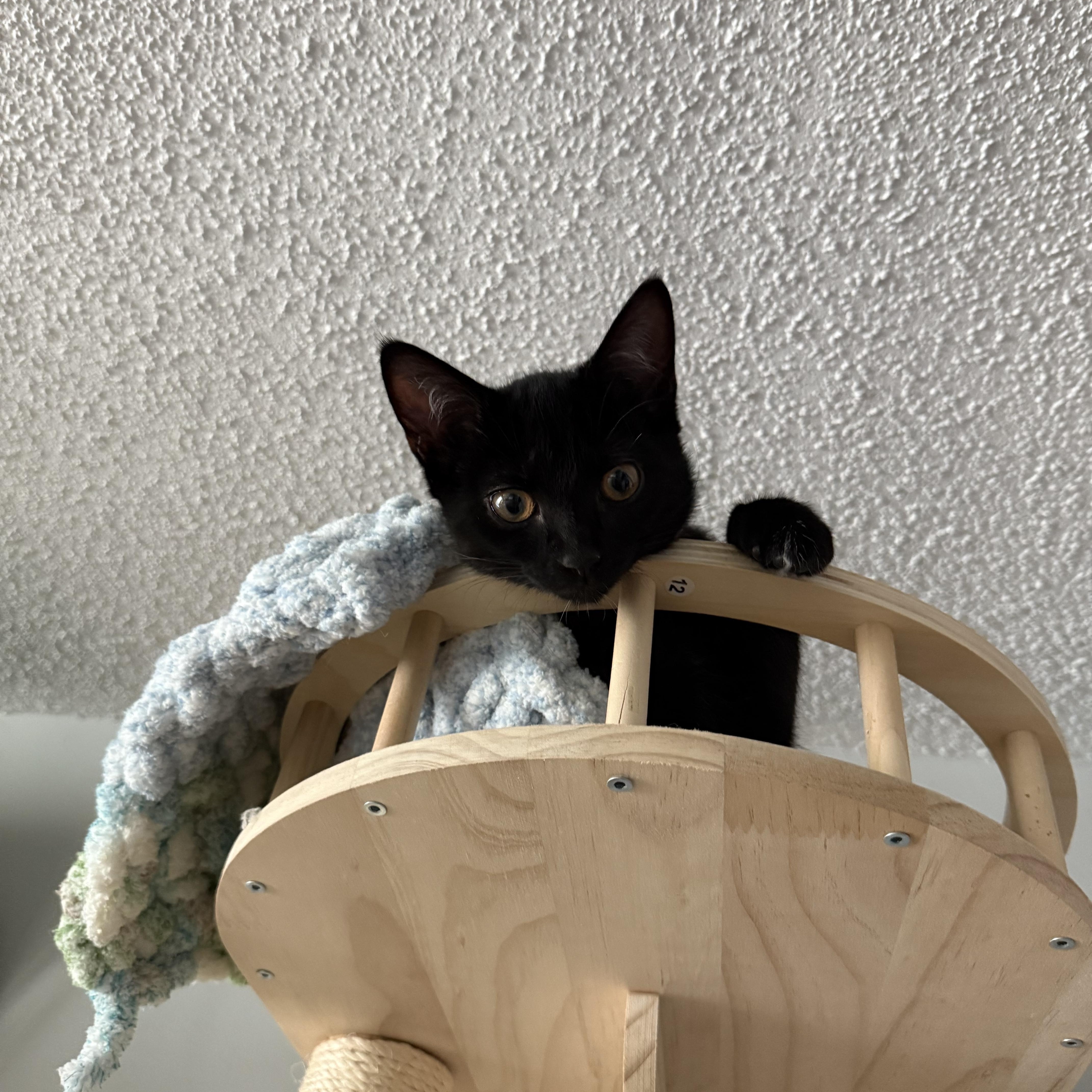 Cleo photo 5