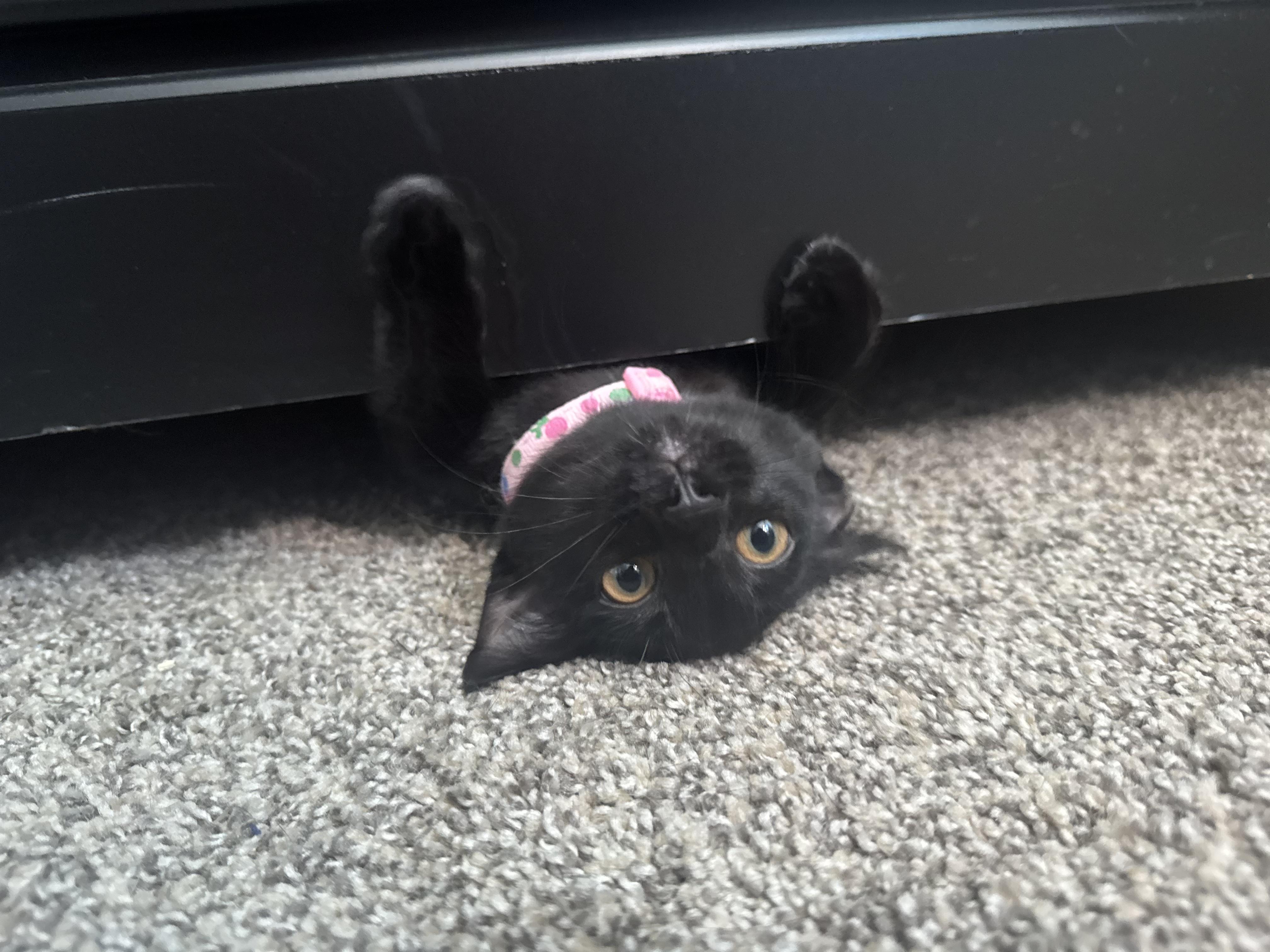 Cleo photo 6