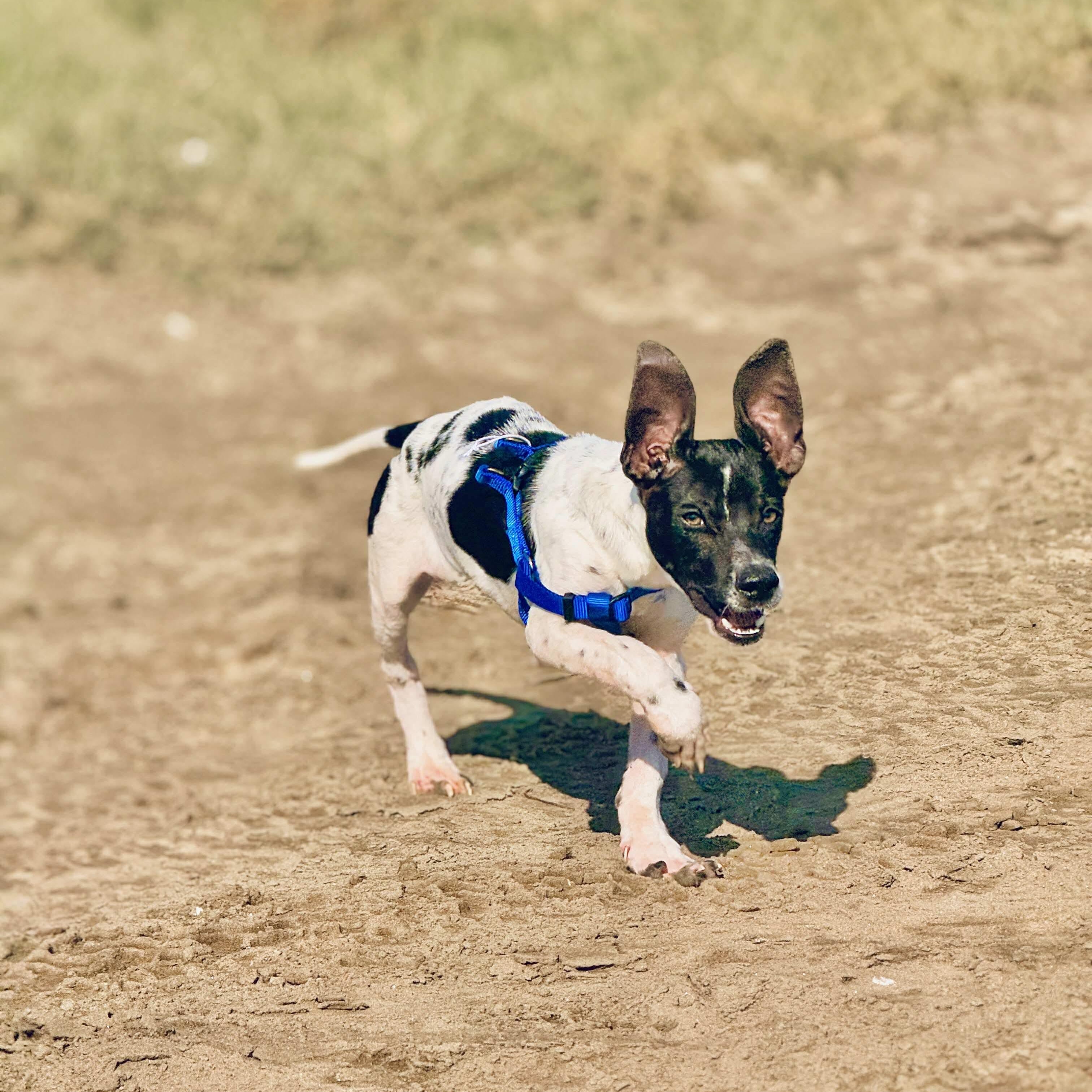 Samurai, Adoptable, Puppy Male Rat Terrier.