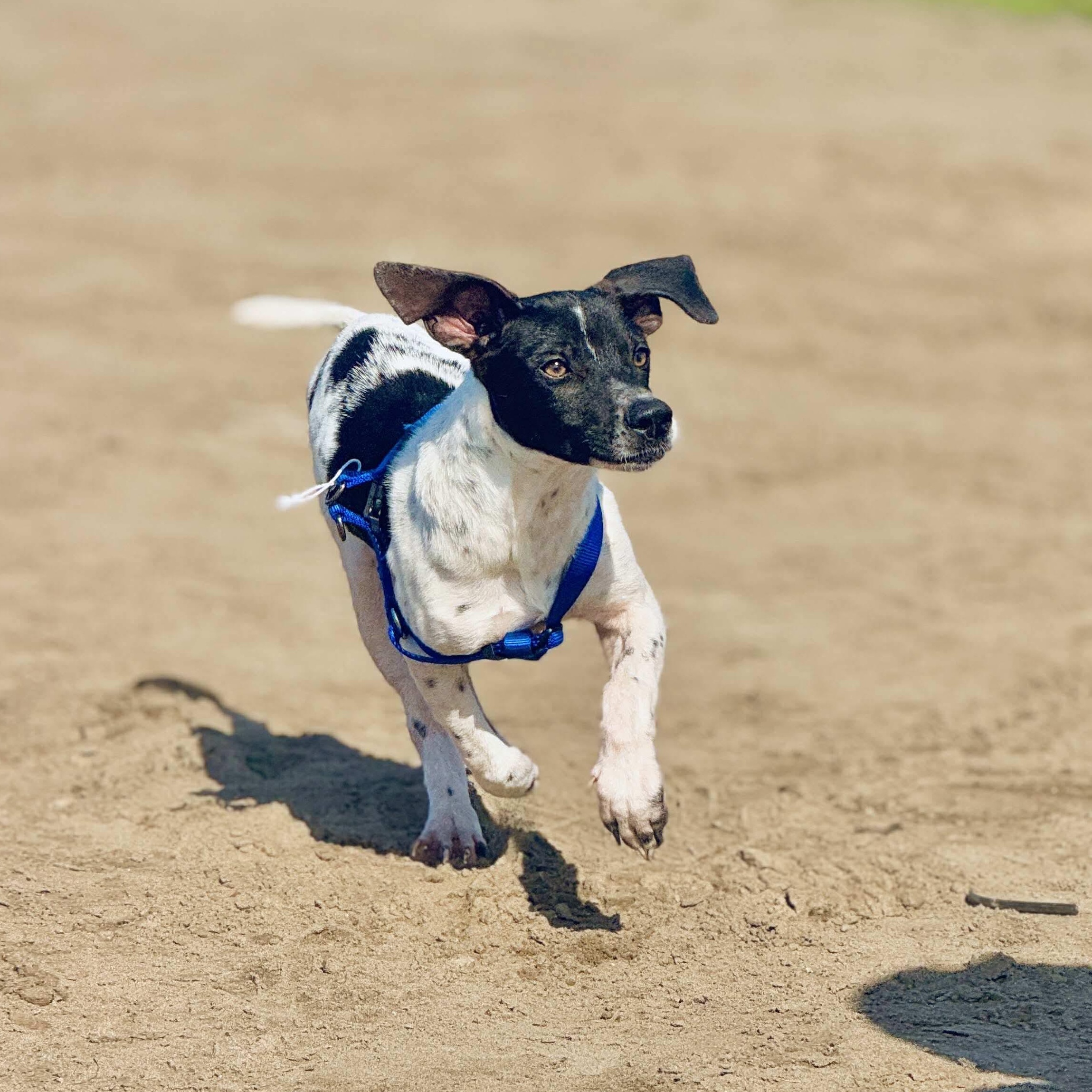Samurai, a Adoptable Rat Terrier in San Diego, CA image 3/4
