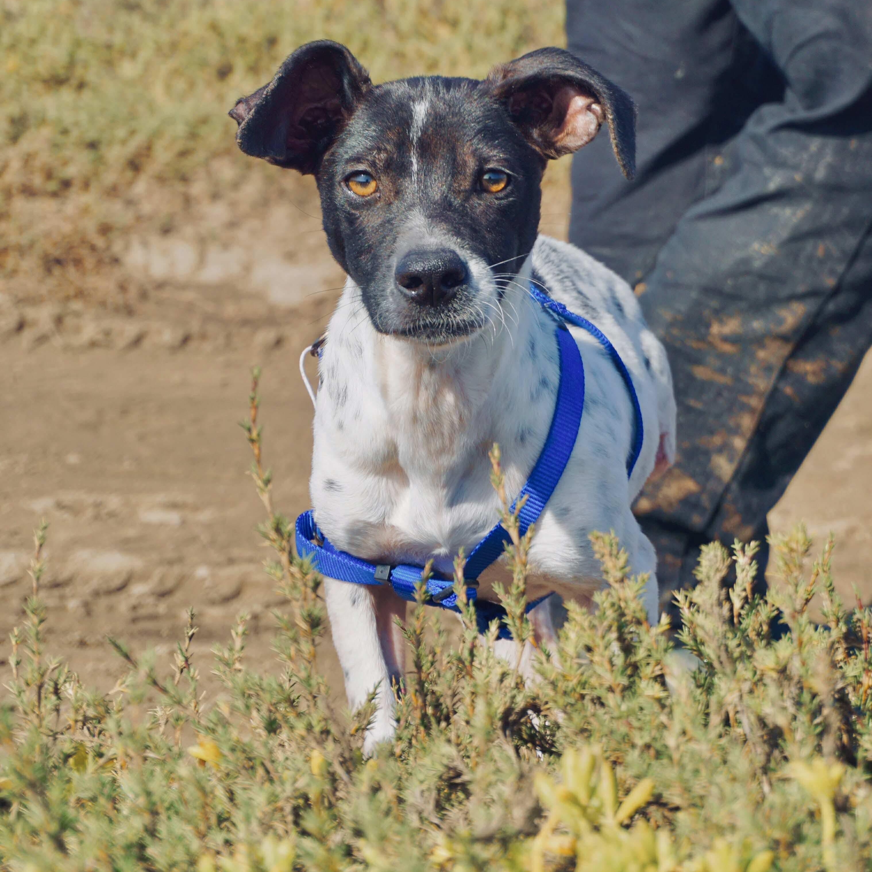 Samurai, a Adoptable Rat Terrier in San Diego, CA image 4/4