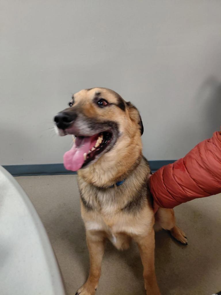 Boscoe — thumbnail 2