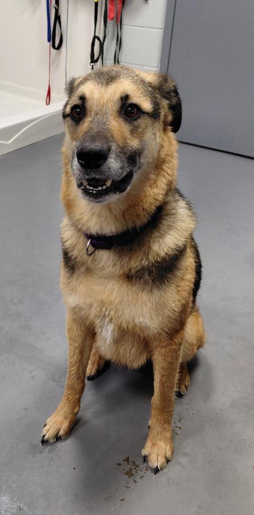 Boscoe — thumbnail 3