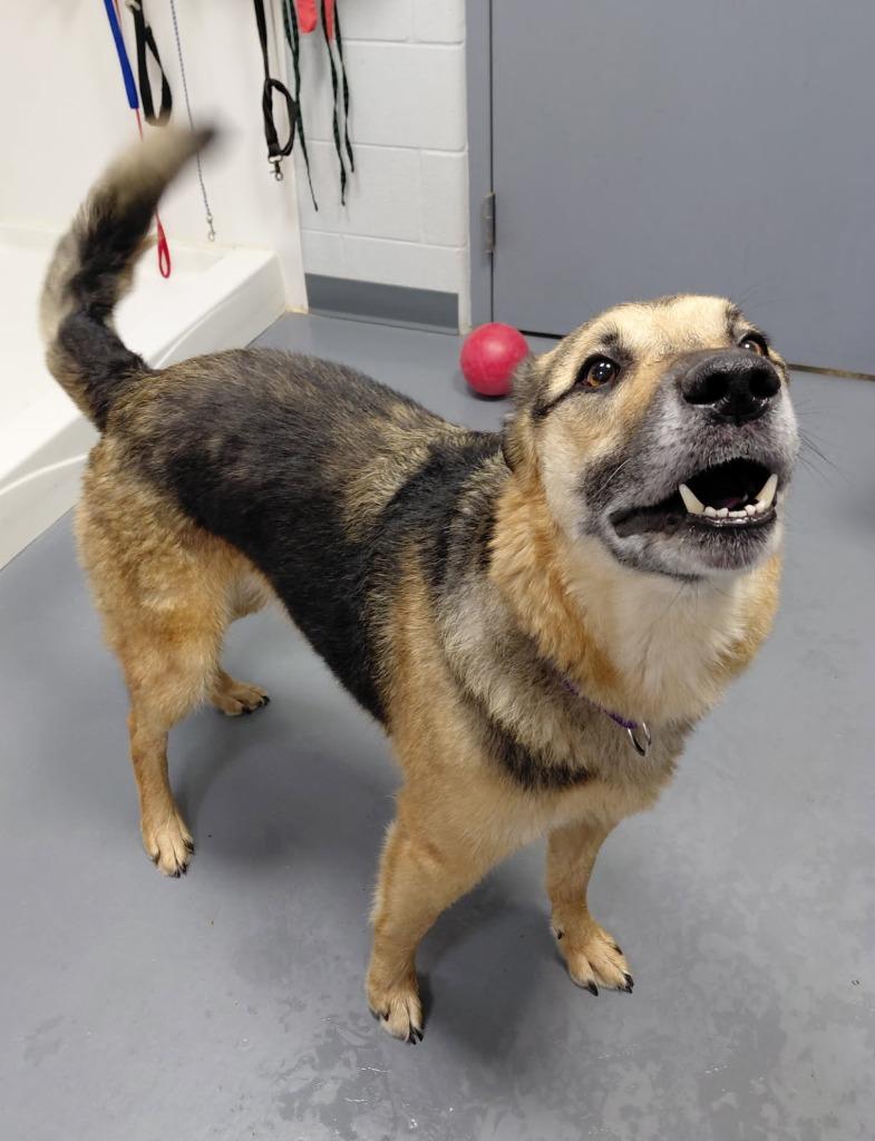 Boscoe — thumbnail 4