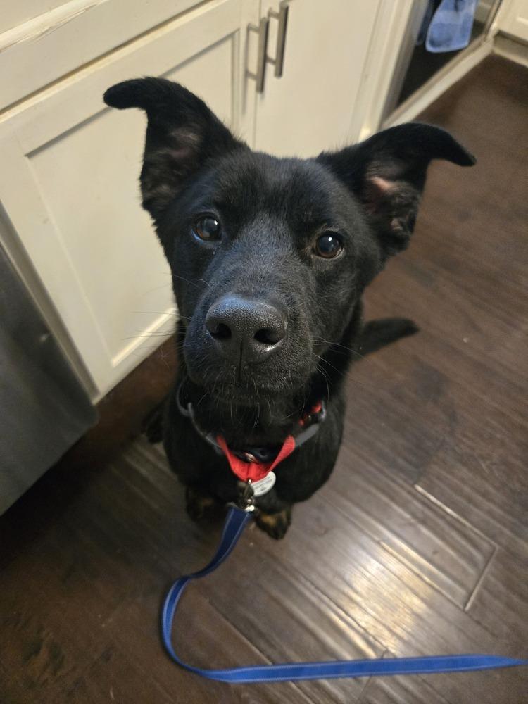 Enlarge Gunner, a Adoptable Australian Shepherd in Carrollton, TX image 1/1