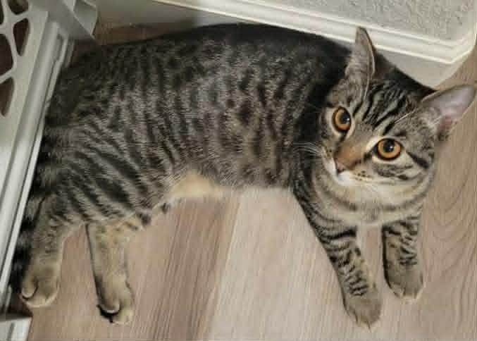 Cleo, ADOPTABLE, Young Female Tabby.