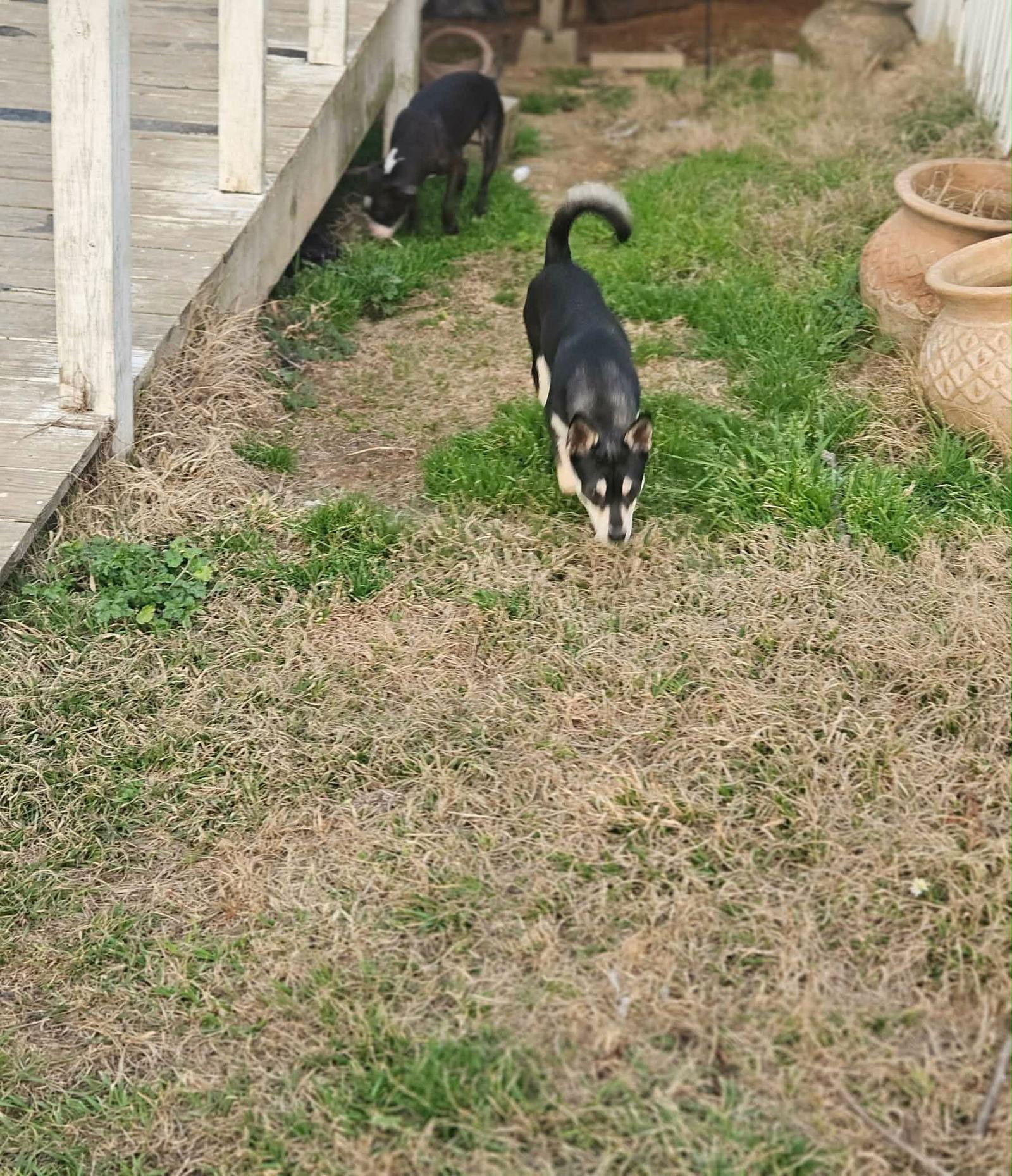Enlarge Sheba Shiba, a Adoptable mixed breed in Wakefield, RI image 1/3