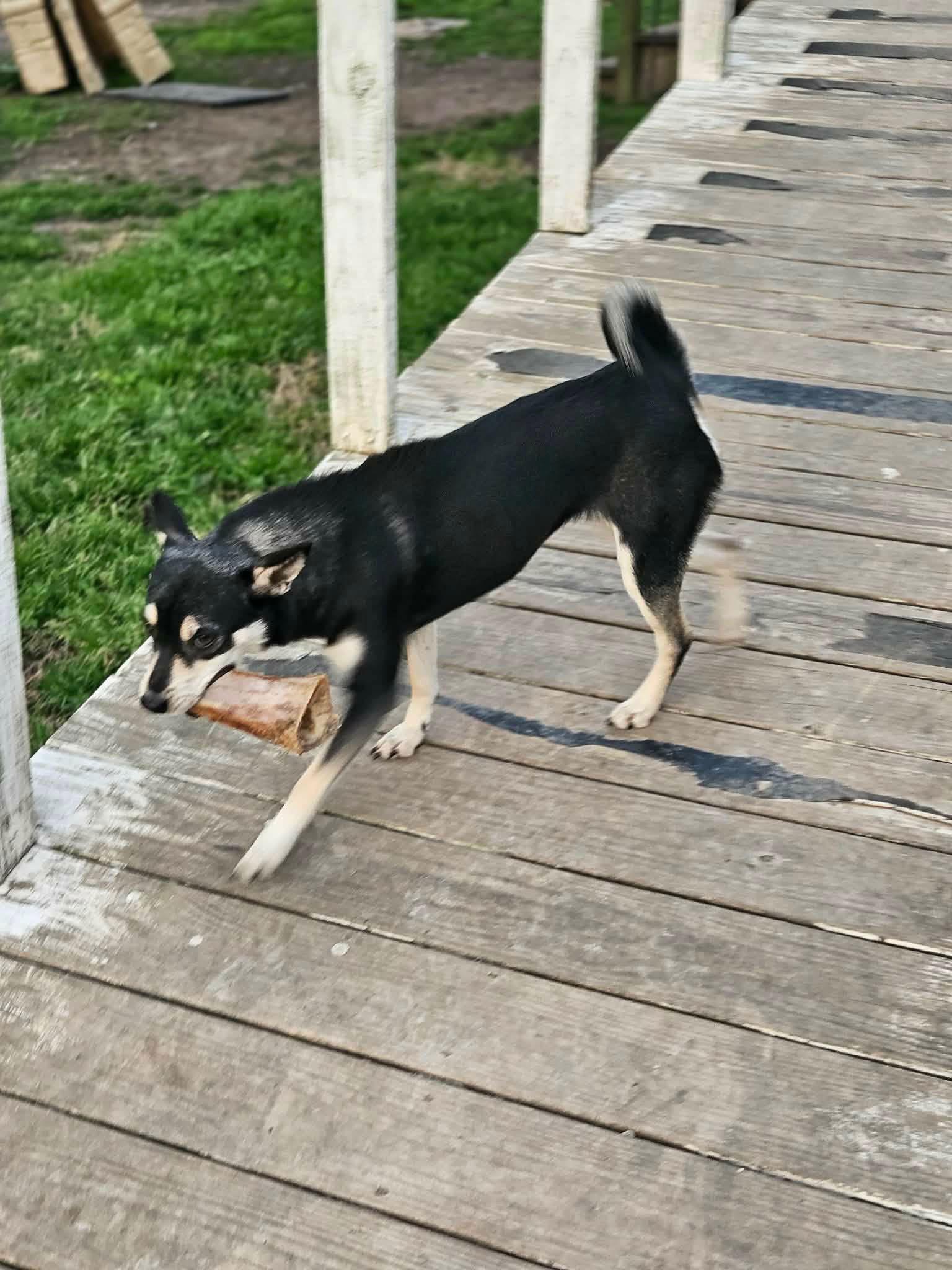 Enlarge Sheba Shiba, a Adoptable mixed breed in Wakefield, RI image 2/3