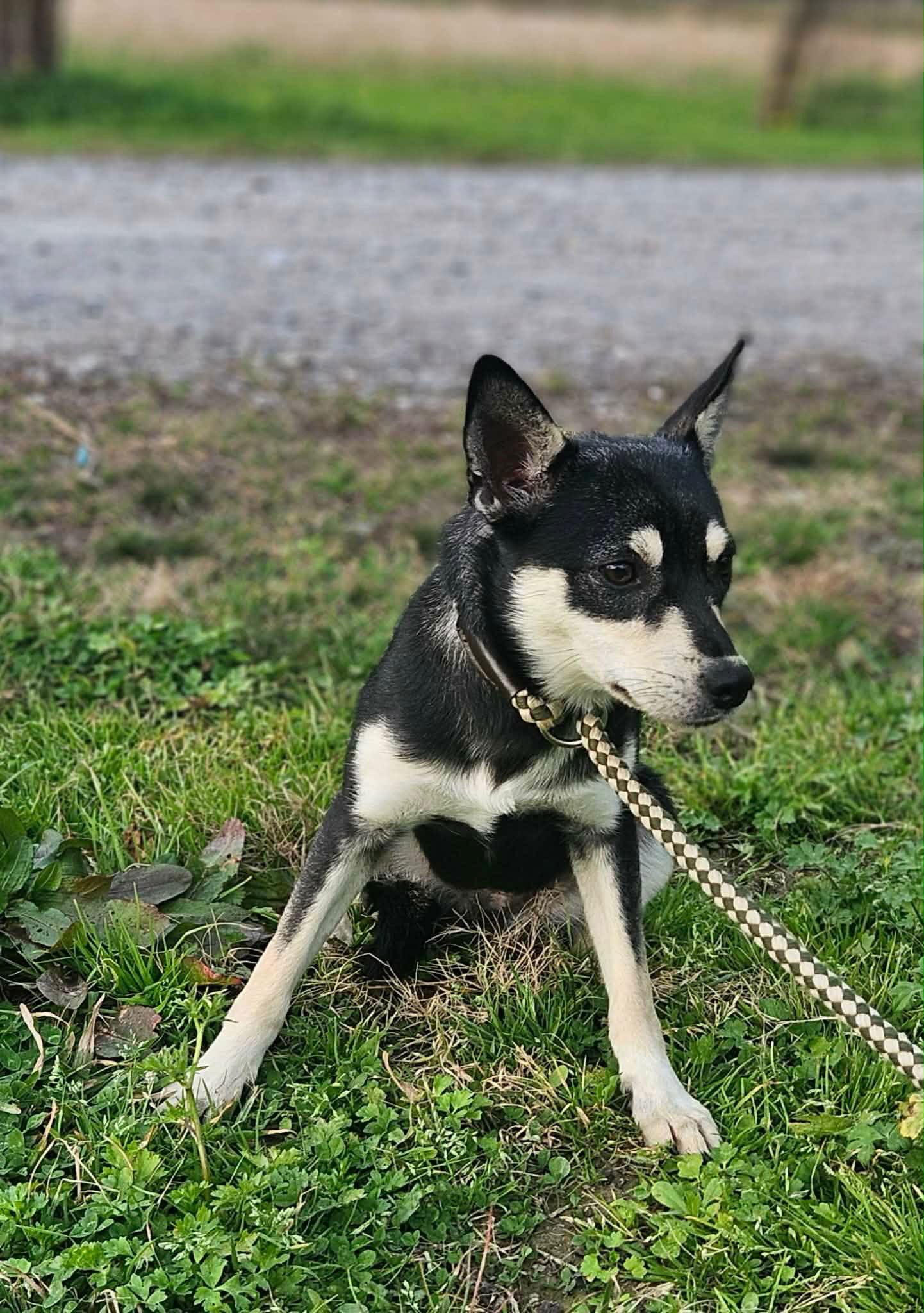 Sheba Shiba — thumbnail 3