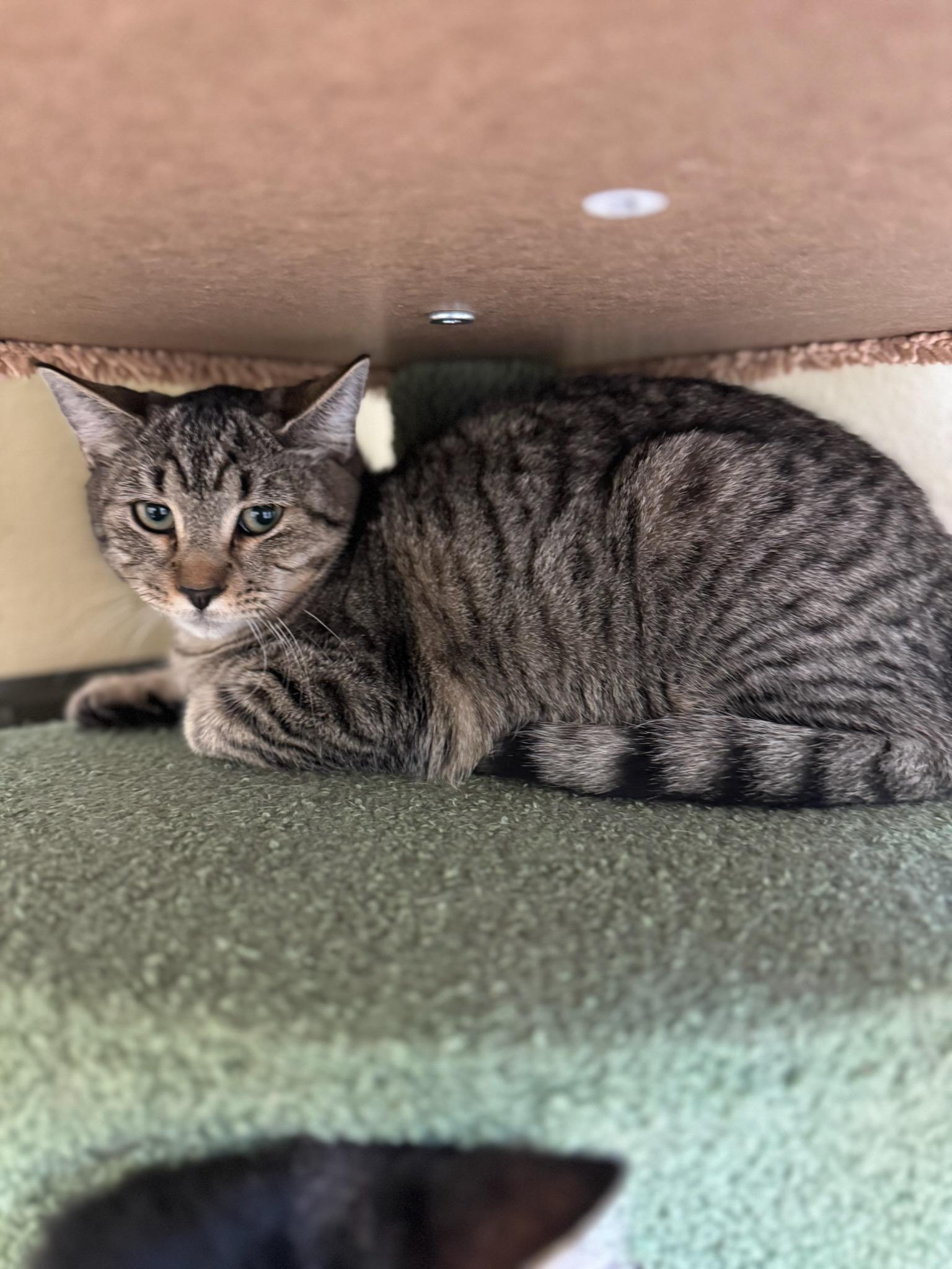 Judith, a ADOPTABLE Domestic Short Hair in Schertz, TX image 2/2