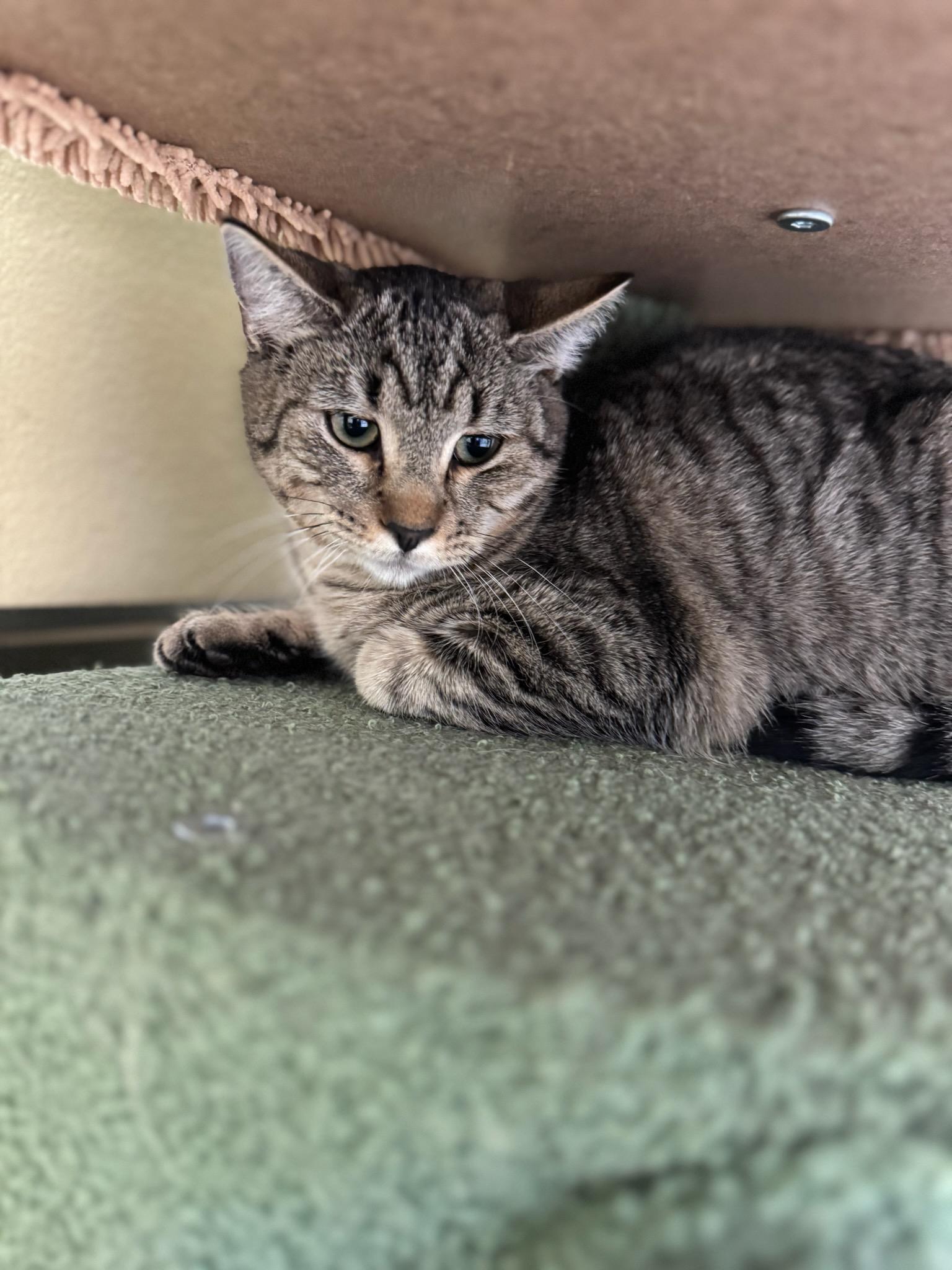 Judith, ADOPTABLE, Adult Female Domestic Short Hair.