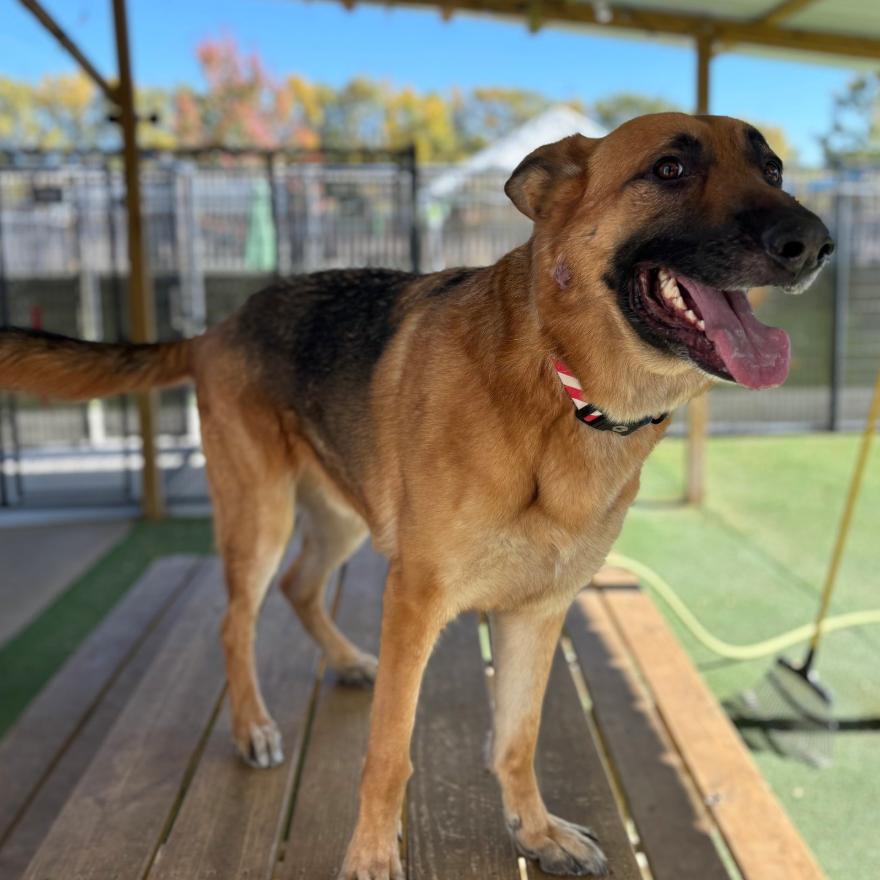 Milo, Adoptable, Senior Male German Shepherd Dog.