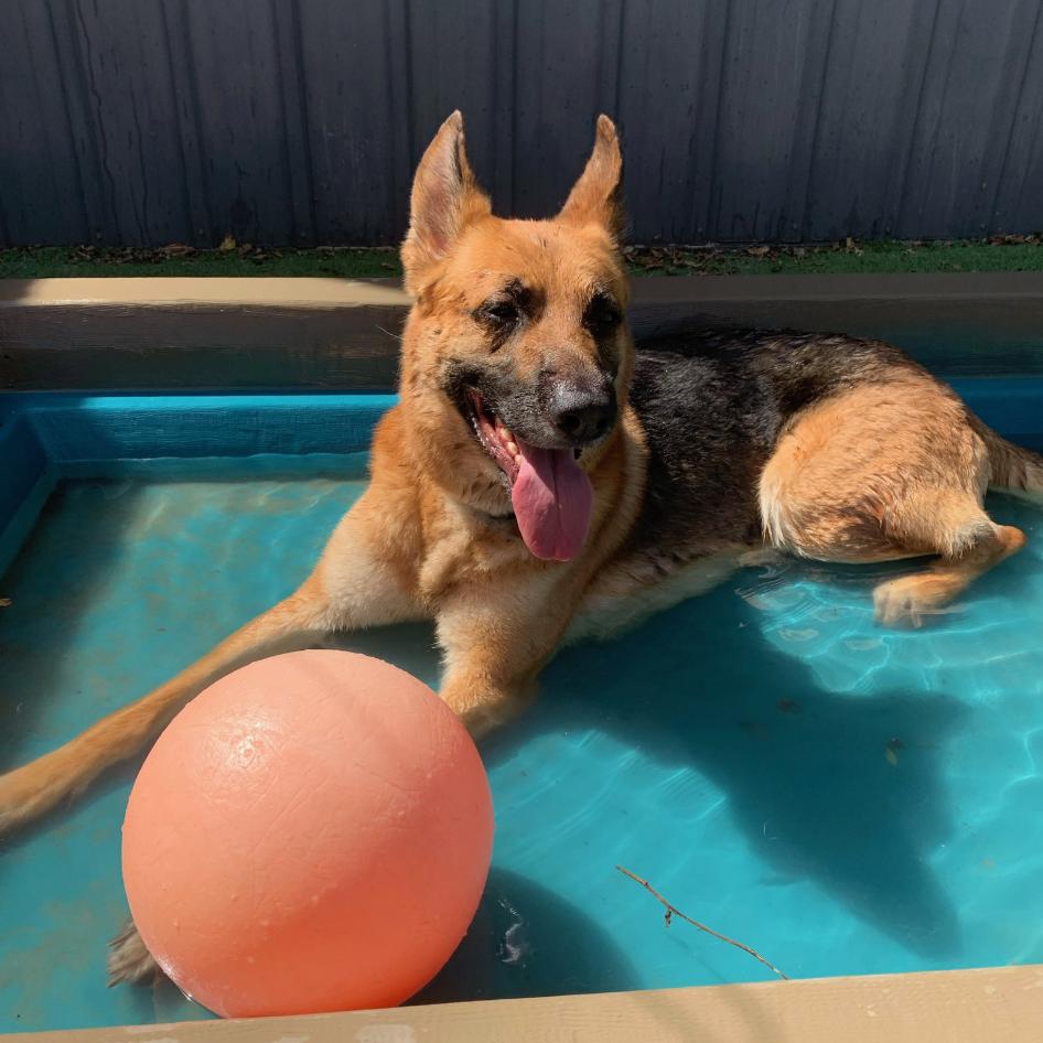 Enlarge Milo, a Adoptable German Shepherd Dog in Coralville, IA image 2/3