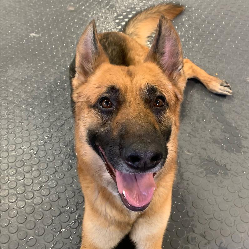 Enlarge Milo, a Adoptable German Shepherd Dog in Coralville, IA image 3/3