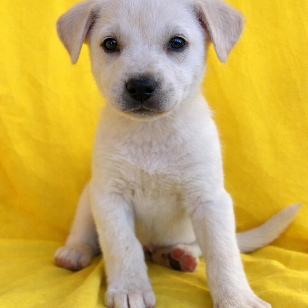 Enlarge Betty, a Adoptable Yellow Labrador Retriever in Tucson, AZ image 1/1