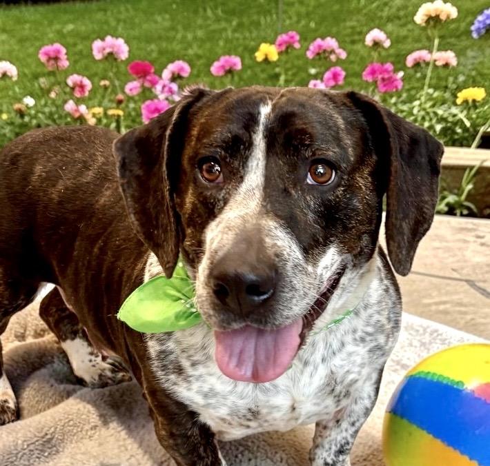 Roxie, ADOPTABLE, Adult Female Basset Hound.
