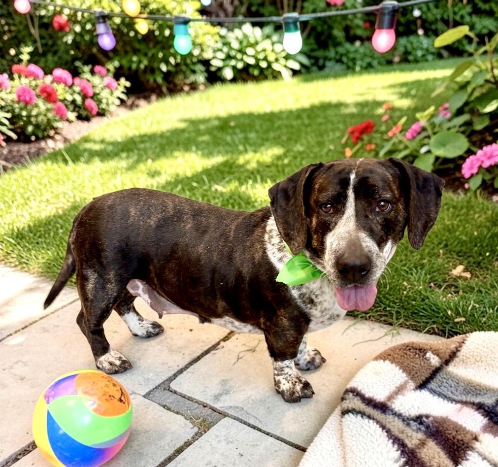 Roxie, a ADOPTABLE mixed breed in Perry, IA image 5/6