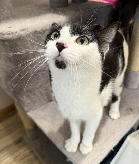 Bella, a Adopted Domestic Short Hair in Shawnee, KS image 1/3