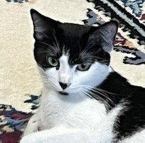 Bella, a Adopted Domestic Short Hair in Shawnee, KS image 2/3