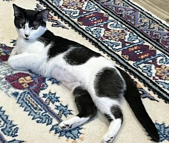 Bella, a Adopted Domestic Short Hair in Shawnee, KS image 3/3