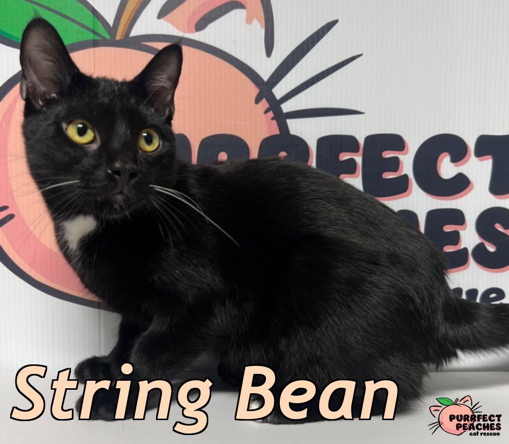 Enlarge String Bean, a Adoptable mixed breed in Douglasville, GA image 1/2