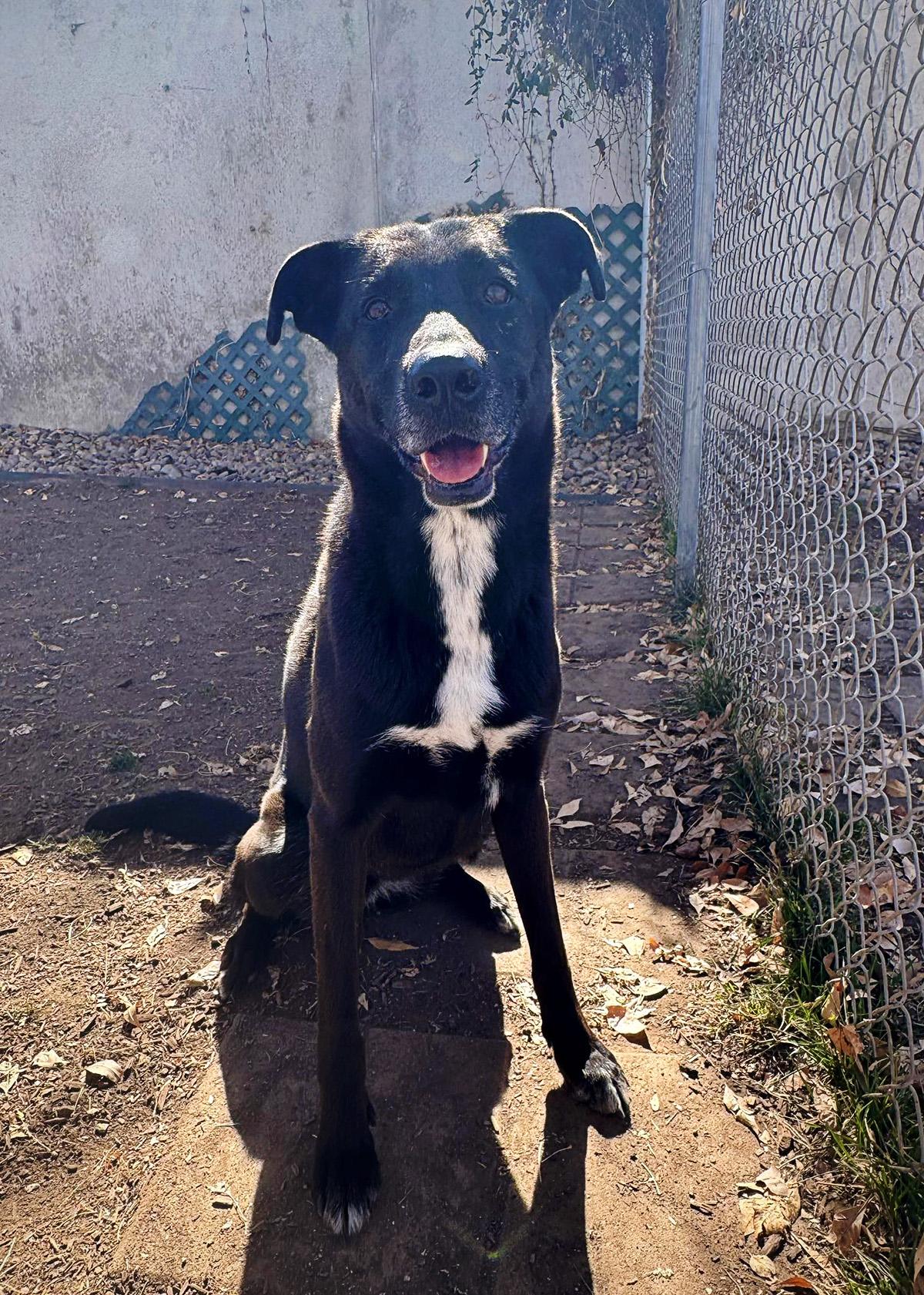 Lily, ADOPTABLE, Adult Female Labrador Retriever.