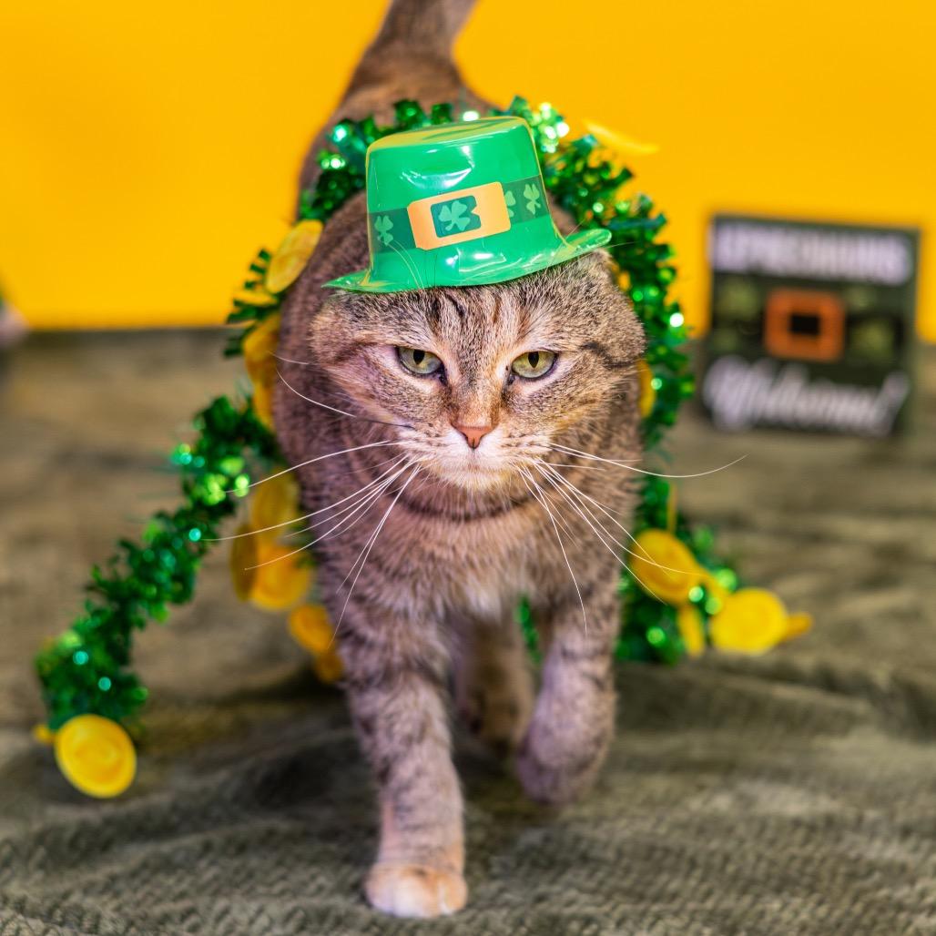 Enlarge Princess, a Adoptable Domestic Short Hair in Newark, DE image 1/6