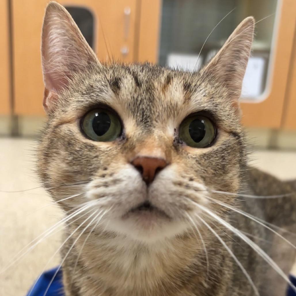 Enlarge Princess, a Adoptable Domestic Short Hair in Newark, DE image 2/6