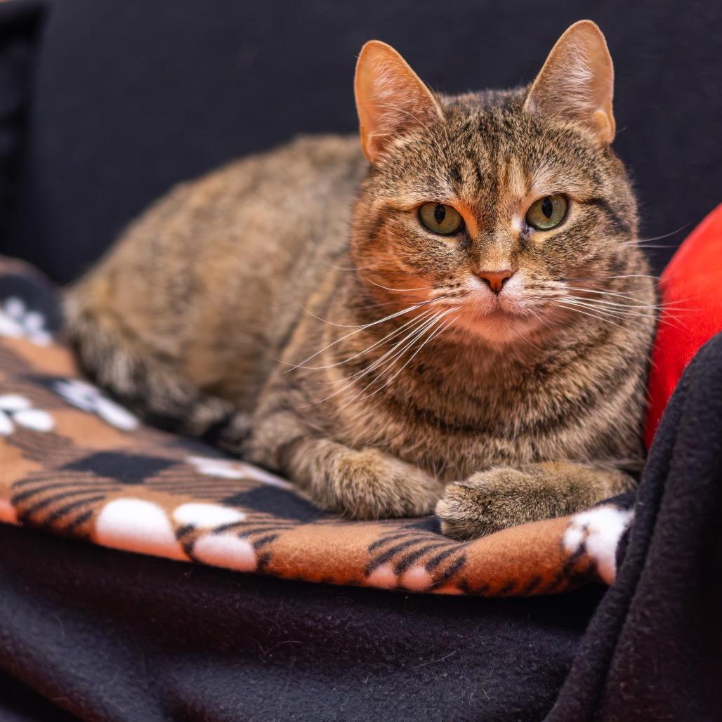 Enlarge Princess, a Adoptable Domestic Short Hair in Newark, DE image 2/6