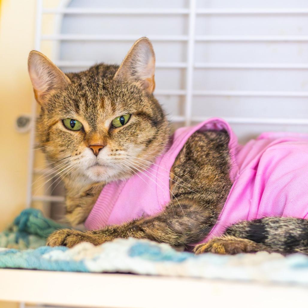 Enlarge Princess, a Adoptable Domestic Short Hair in Newark, DE image 3/6