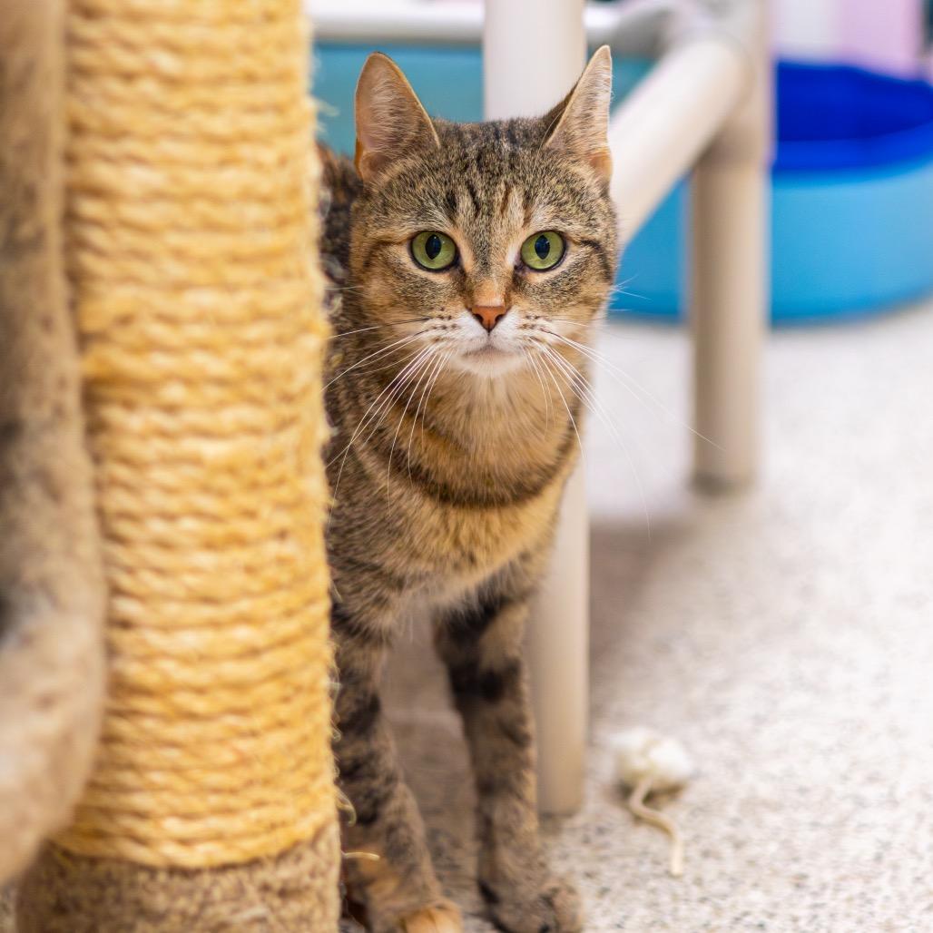 Enlarge Princess, a Adoptable Domestic Short Hair in Newark, DE image 4/6