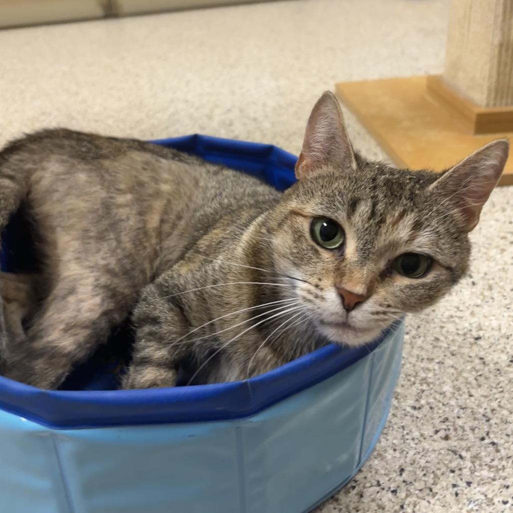 Enlarge Princess, a Adoptable Domestic Short Hair in Newark, DE image 5/6