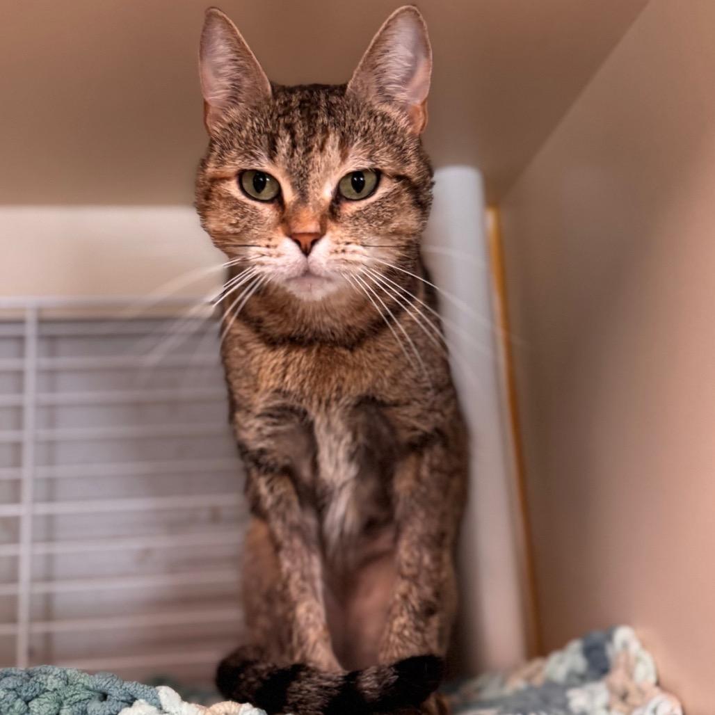 Enlarge Princess, a Adoptable Domestic Short Hair in Newark, DE image 6/6