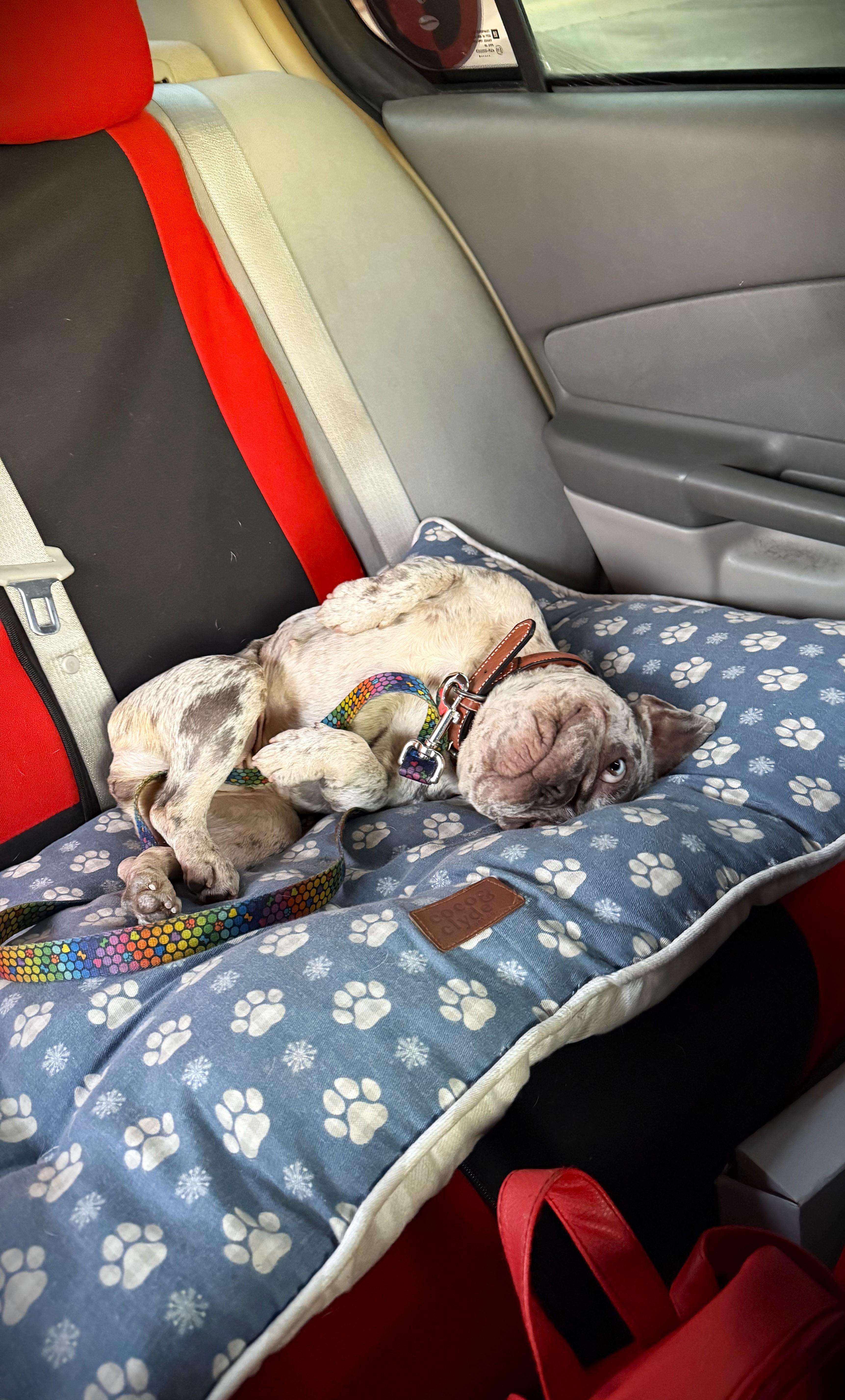 Meet Yoda, a Adopted French Bulldog in Margate, FL image 1/6