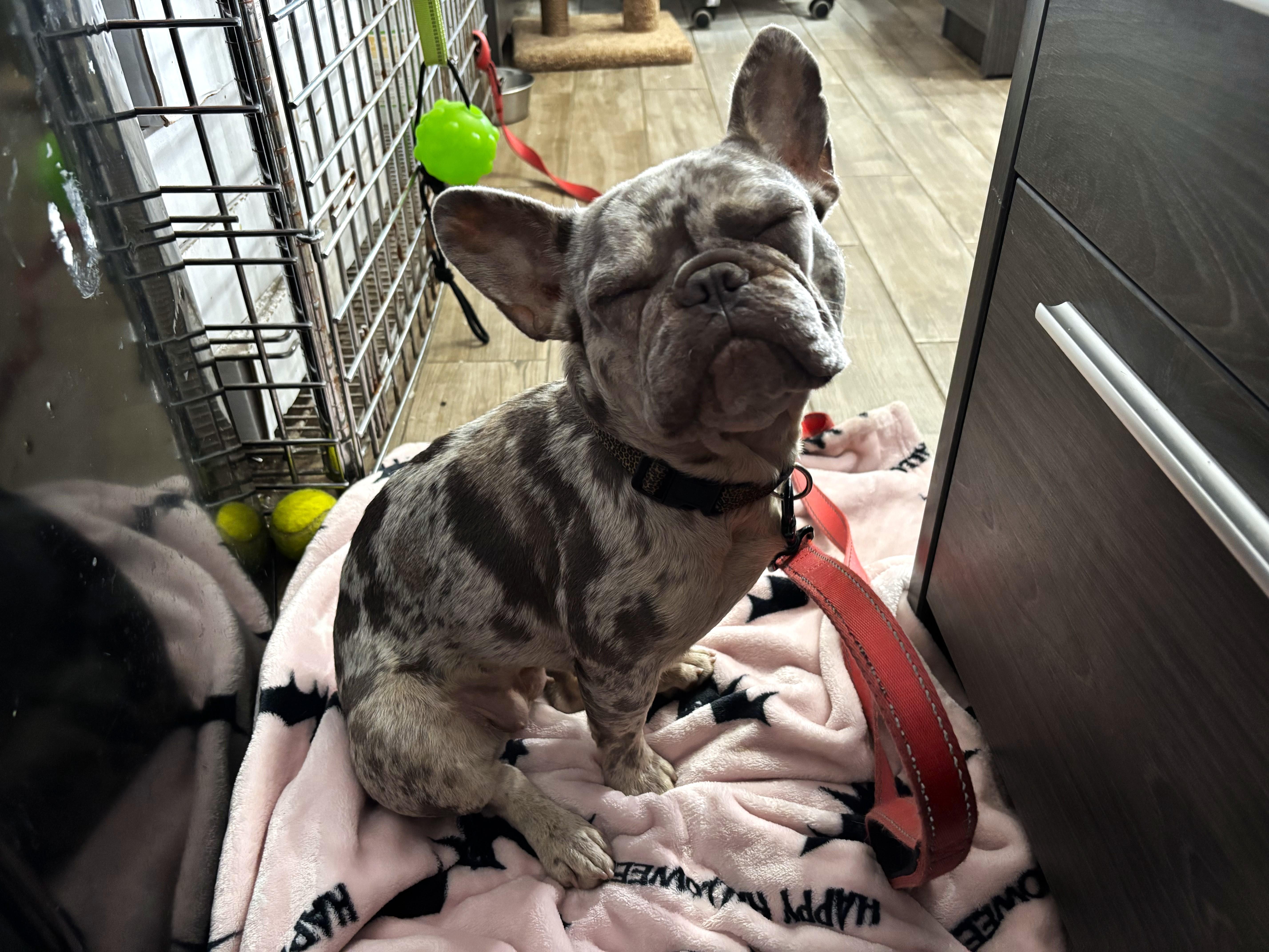 Meet Yoda, a Adopted French Bulldog in Margate, FL image 2/6