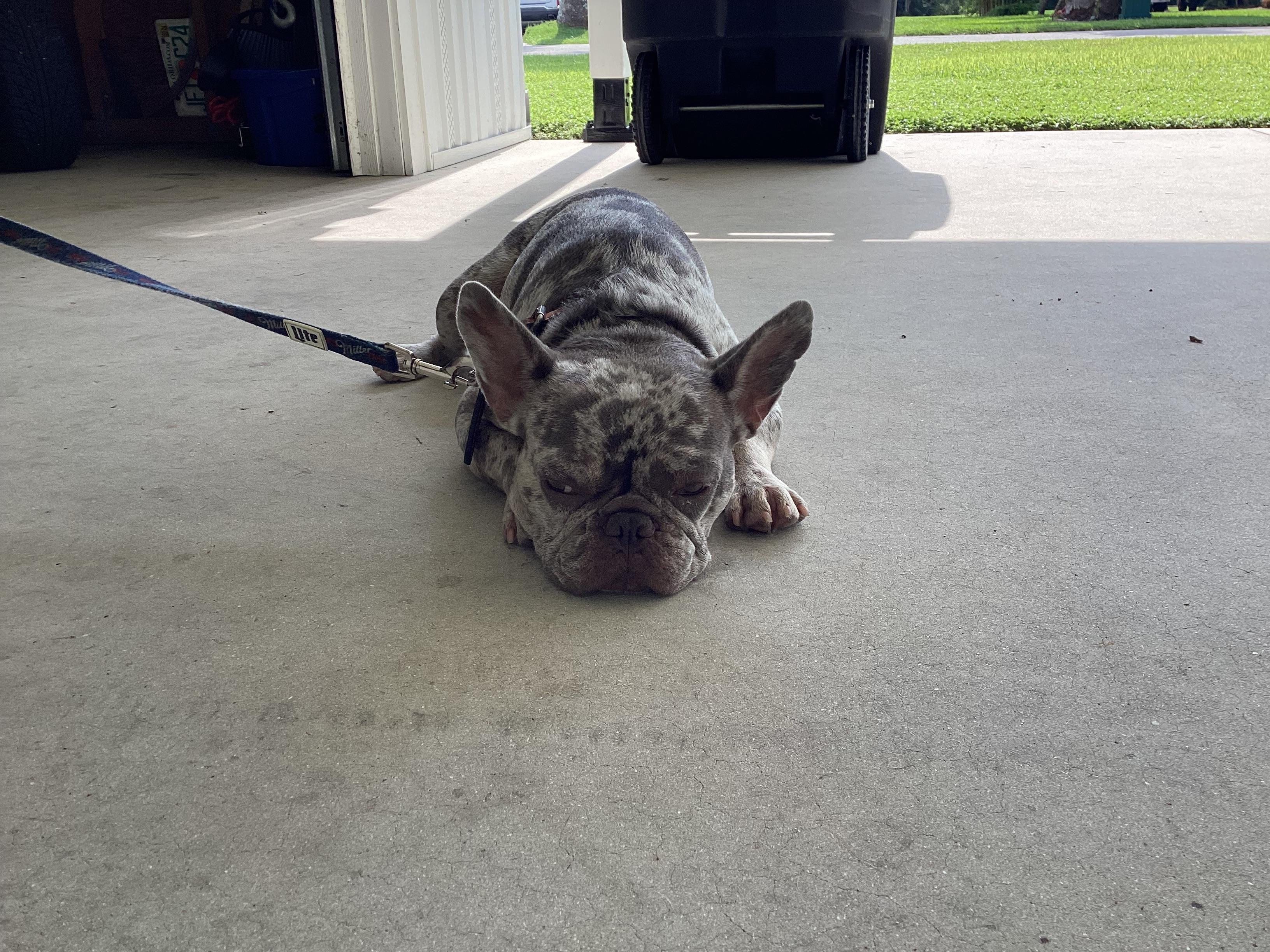 Meet Yoda, a Adopted French Bulldog in Margate, FL image 3/6