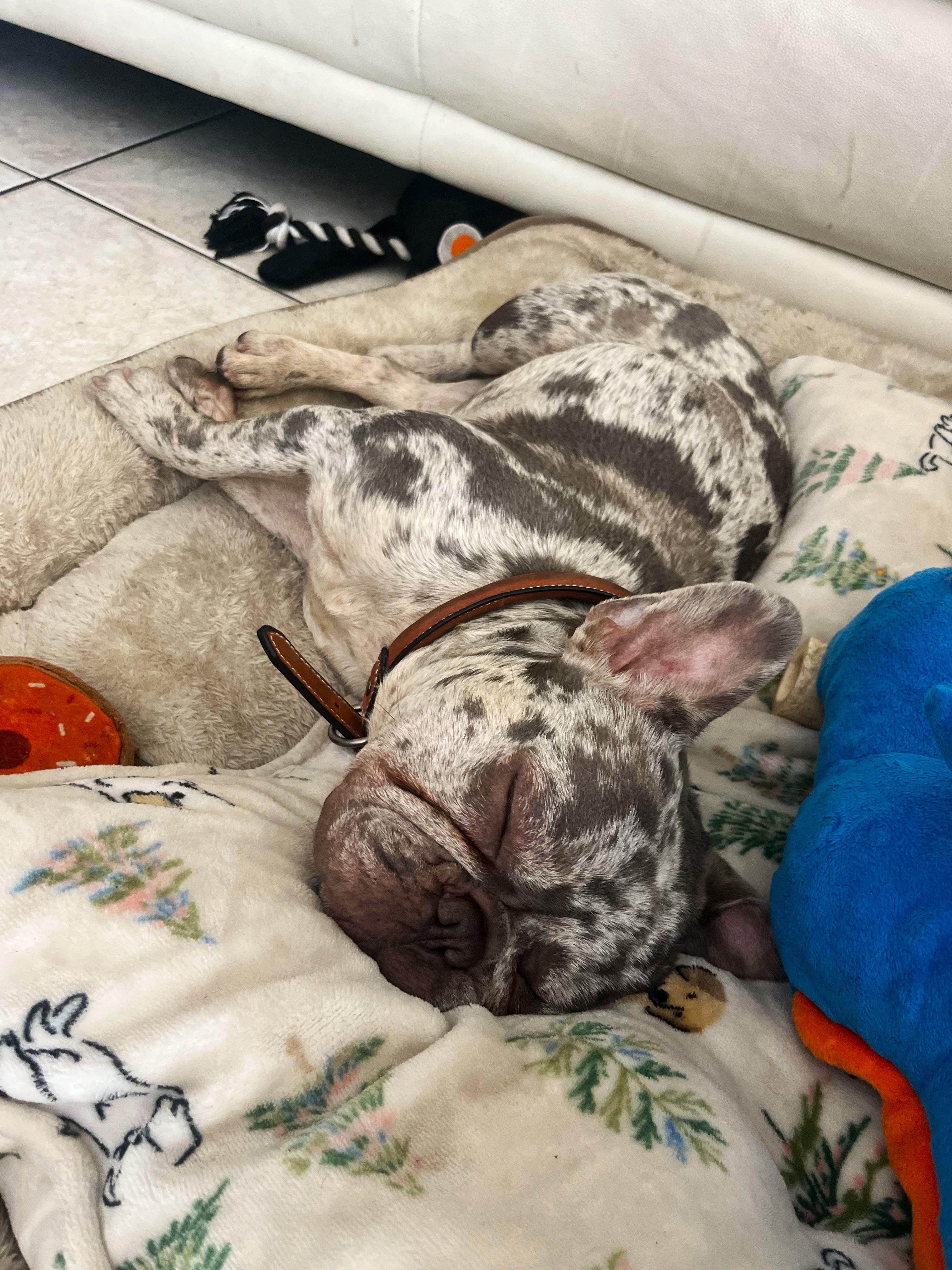Meet Yoda, a Adopted French Bulldog in Margate, FL image 6/6