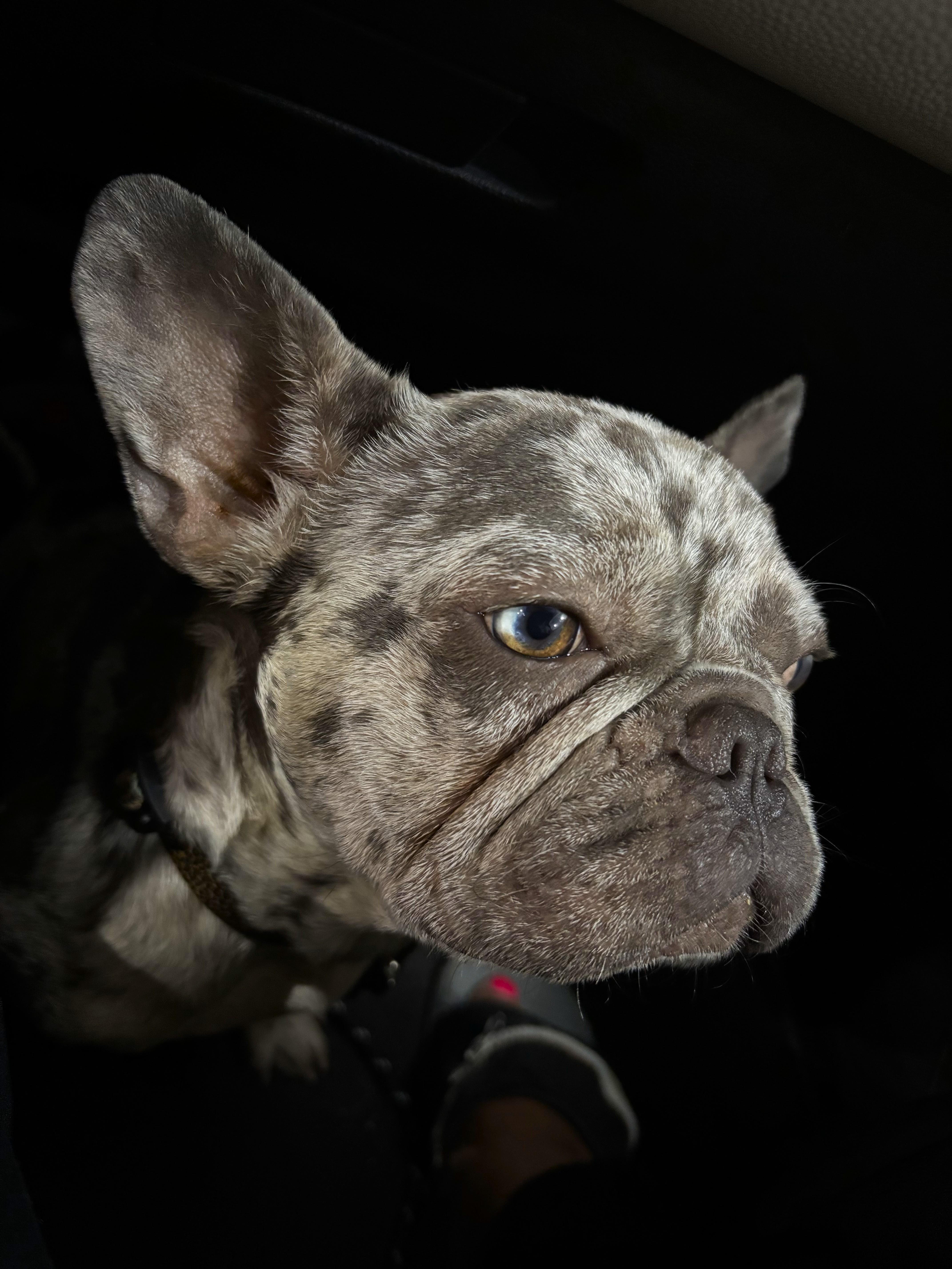 Meet Yoda, a Adopted French Bulldog in Margate, FL image 4/6